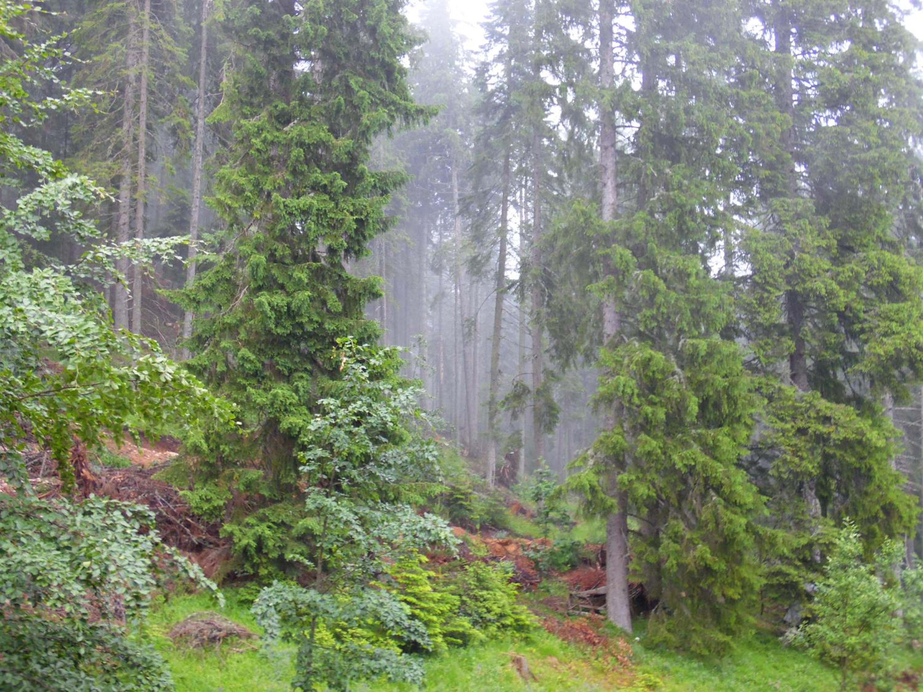 Deer's Home at Elit Pamporovo view 3