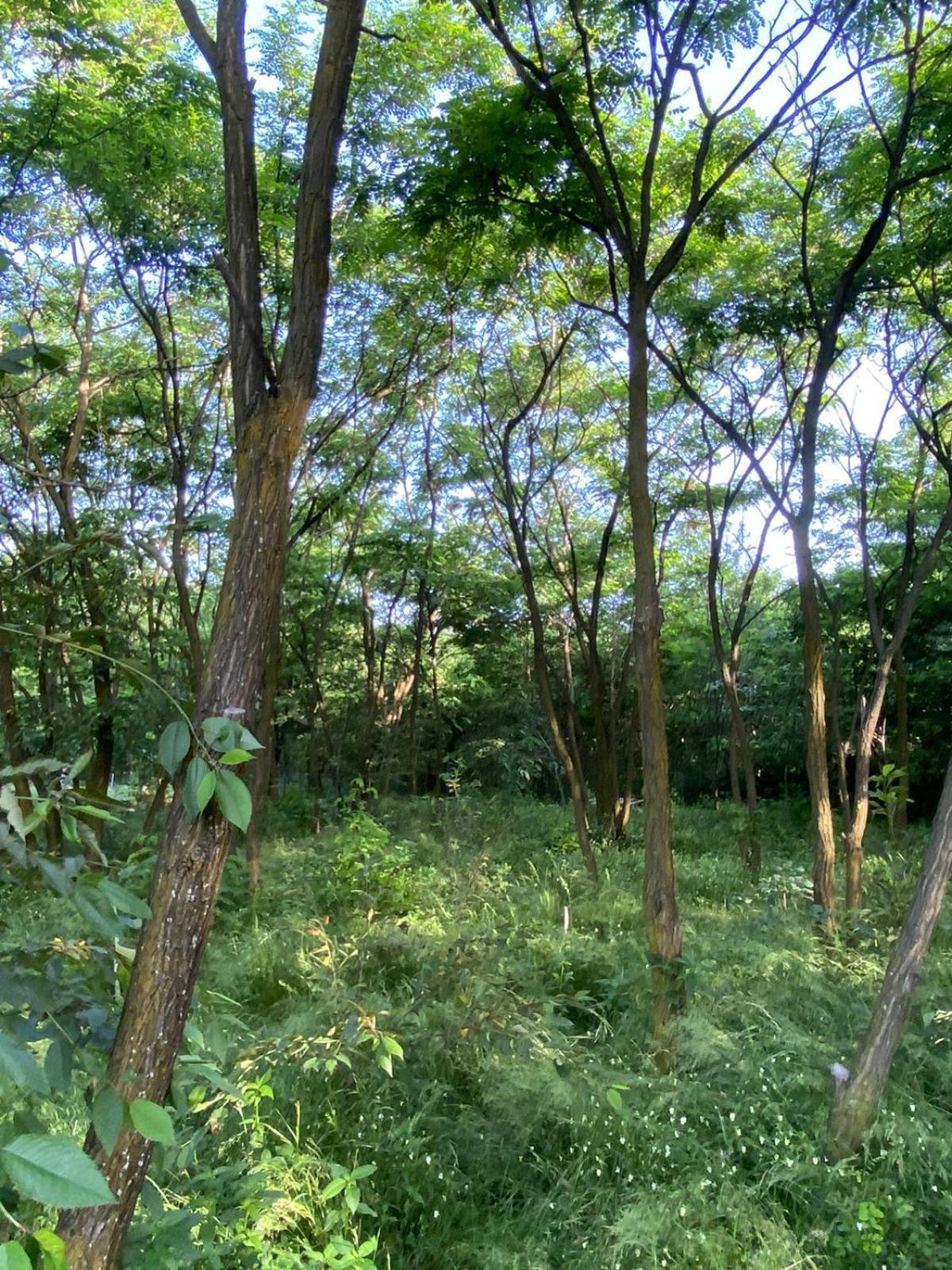Photo 47