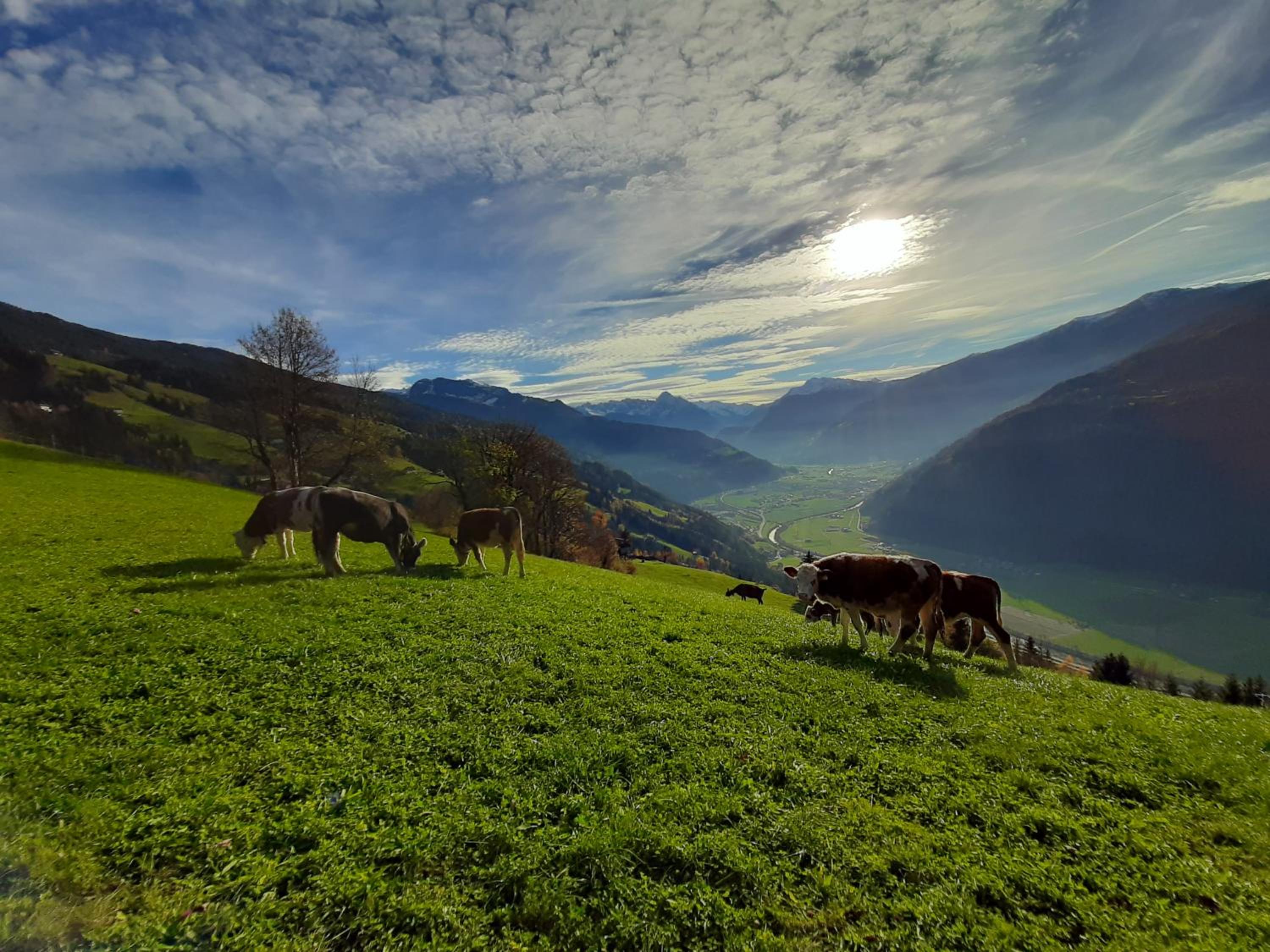 Nesterhof