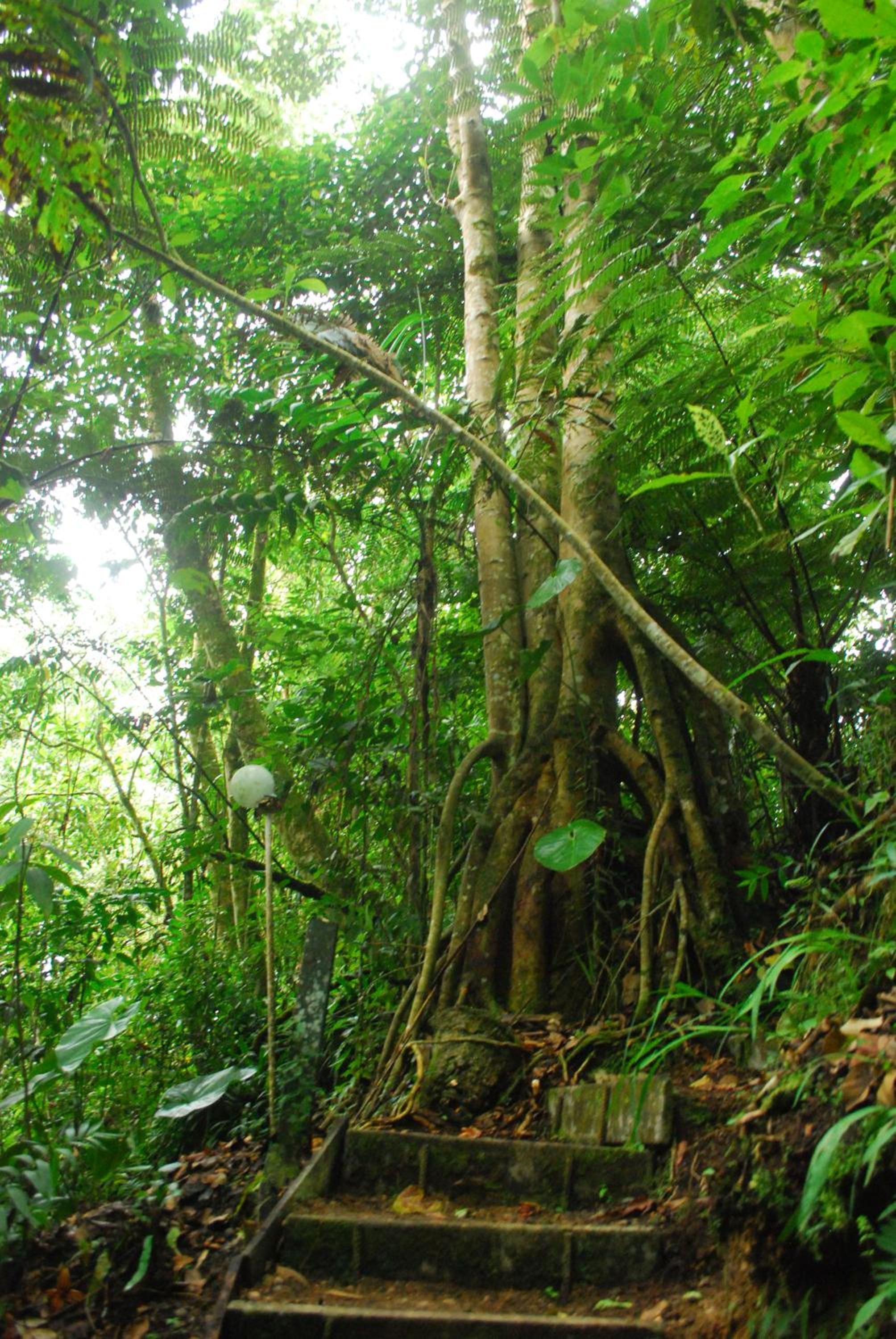 Nuestro Bosque I