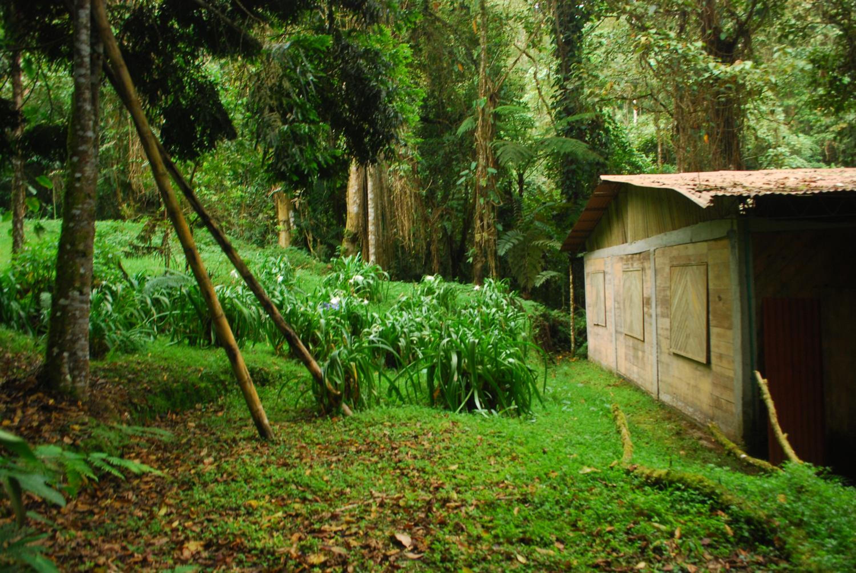Nuestro Bosque I