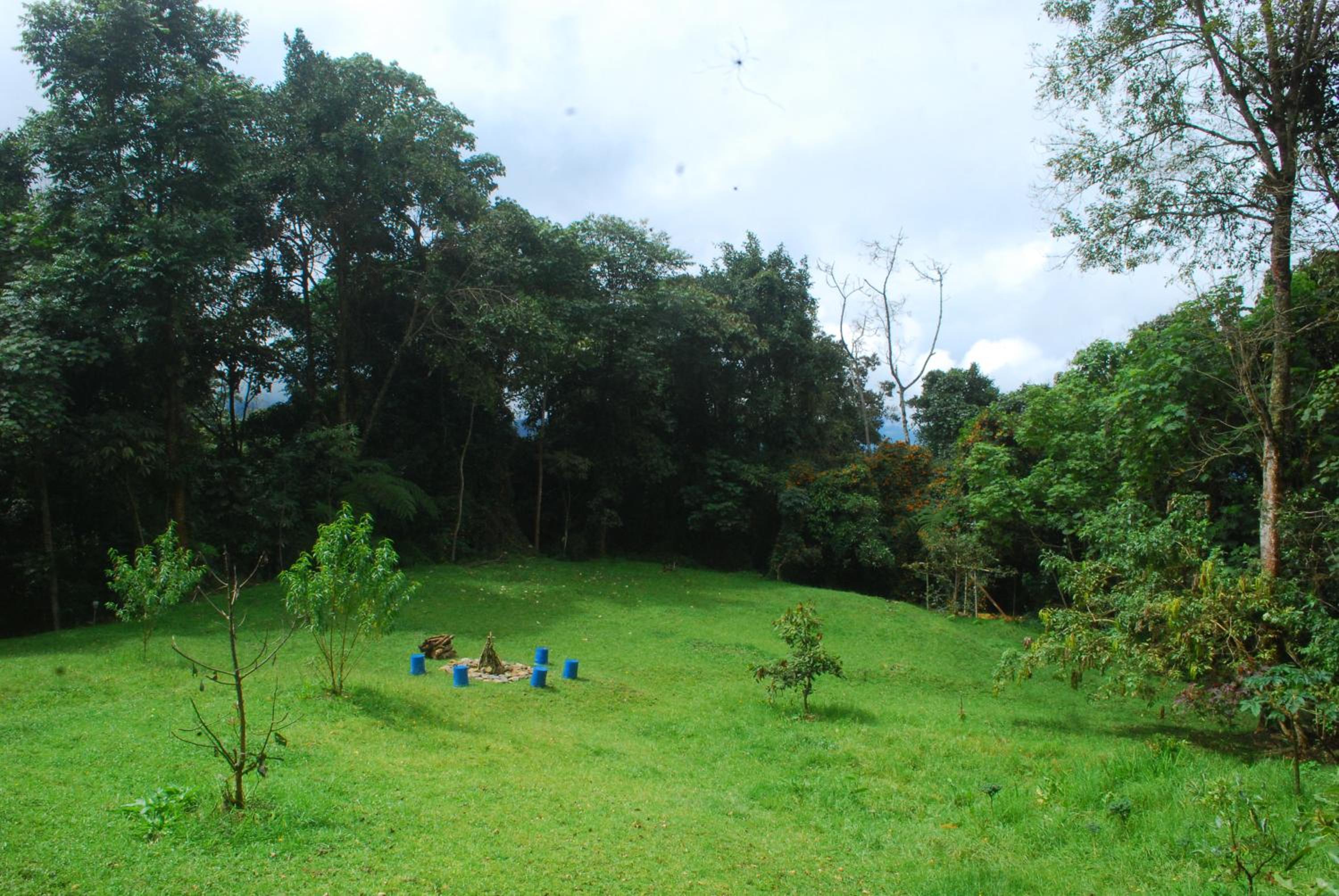 Nuestro Bosque I