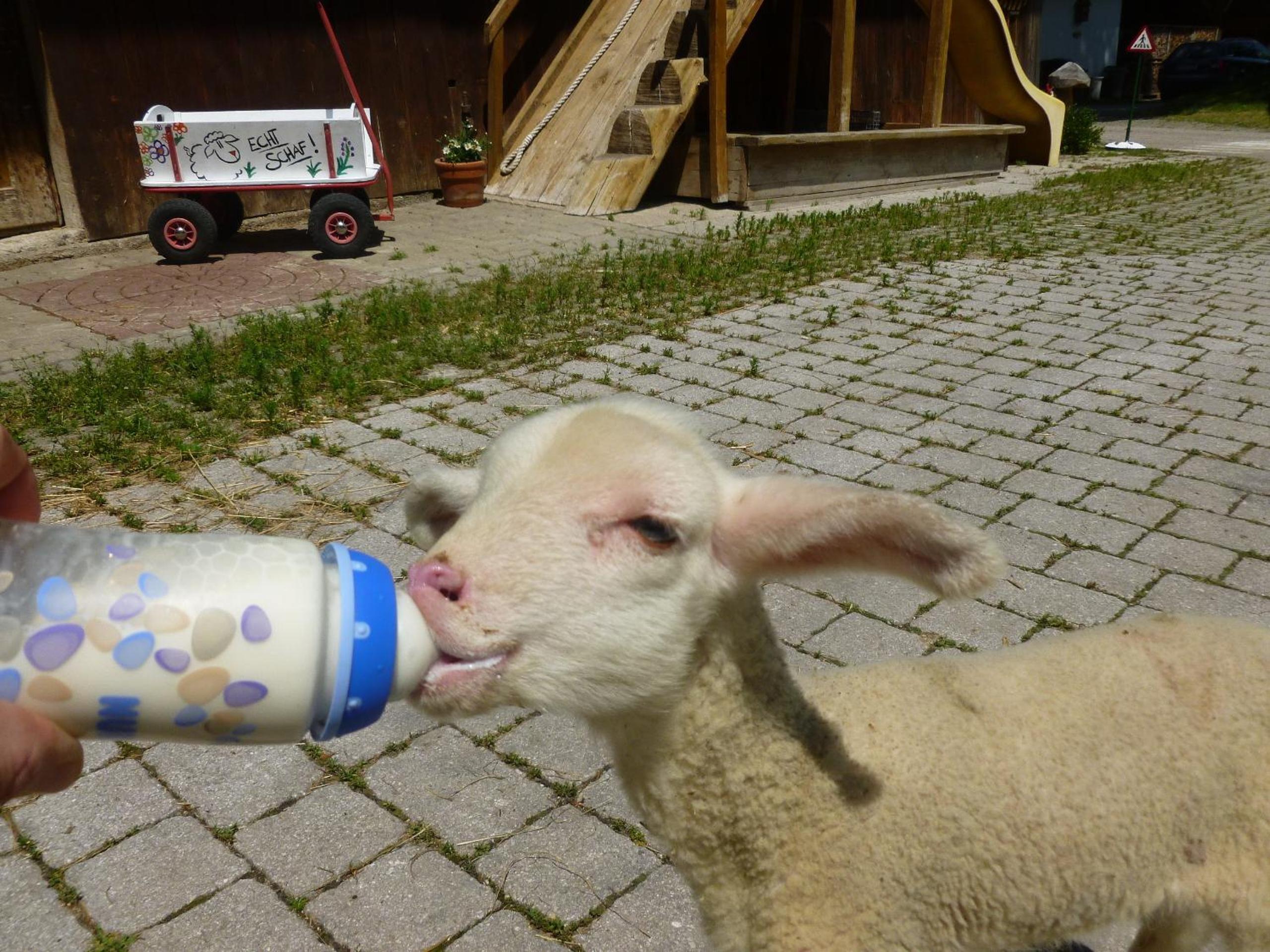 Ferien am Land - WALDBAUER