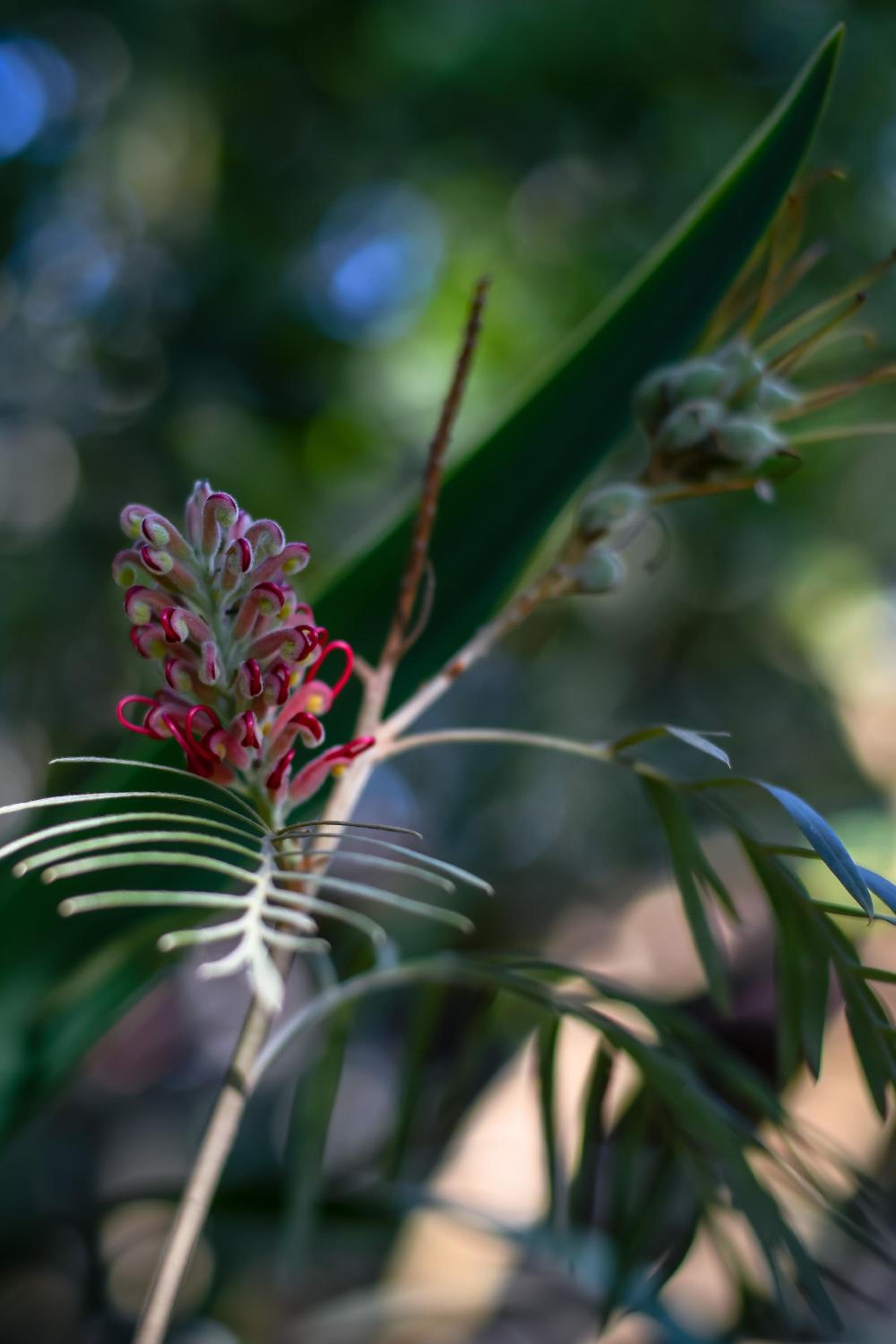 Chalé Sossego e Casa Flora