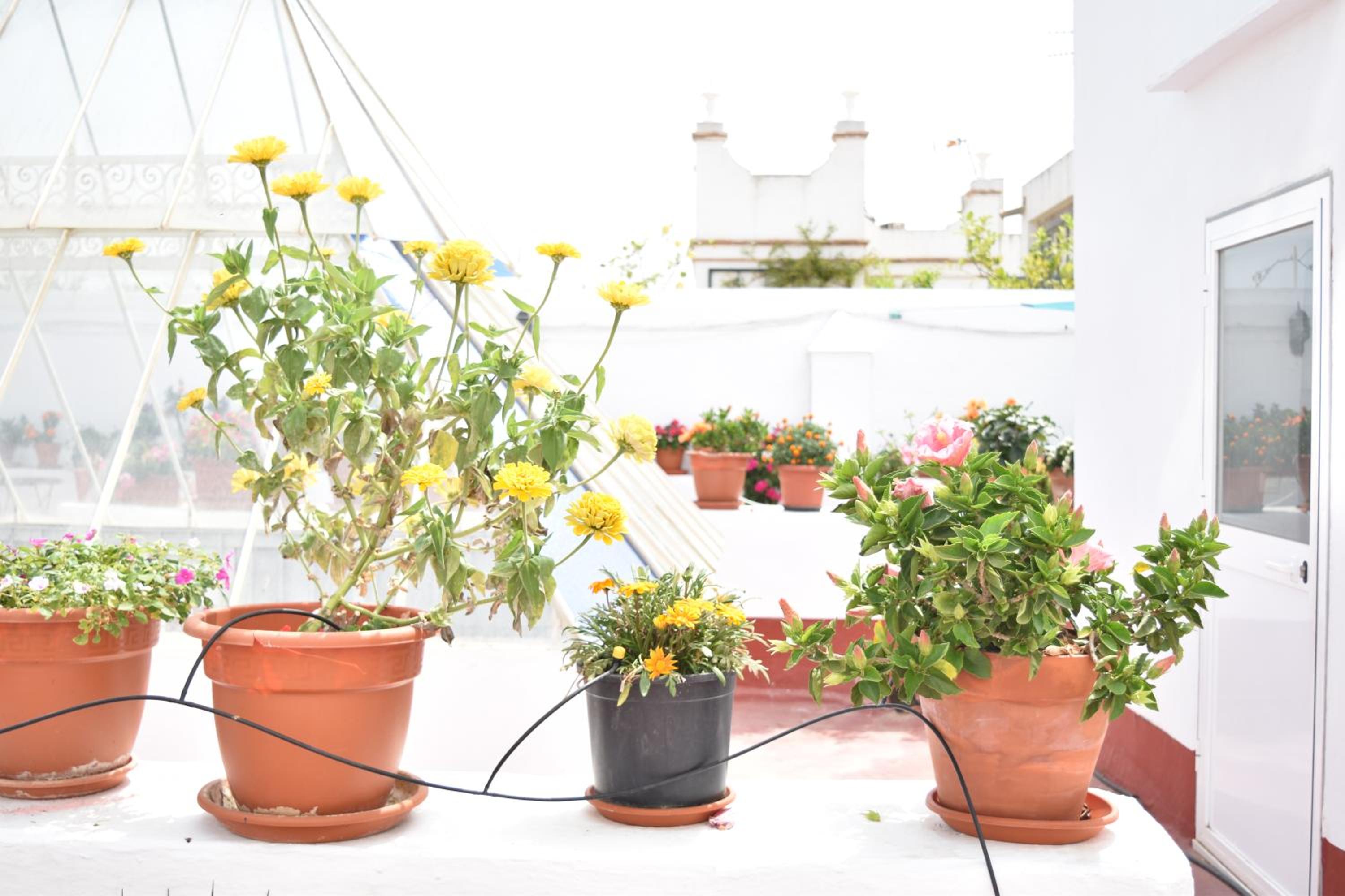 roof