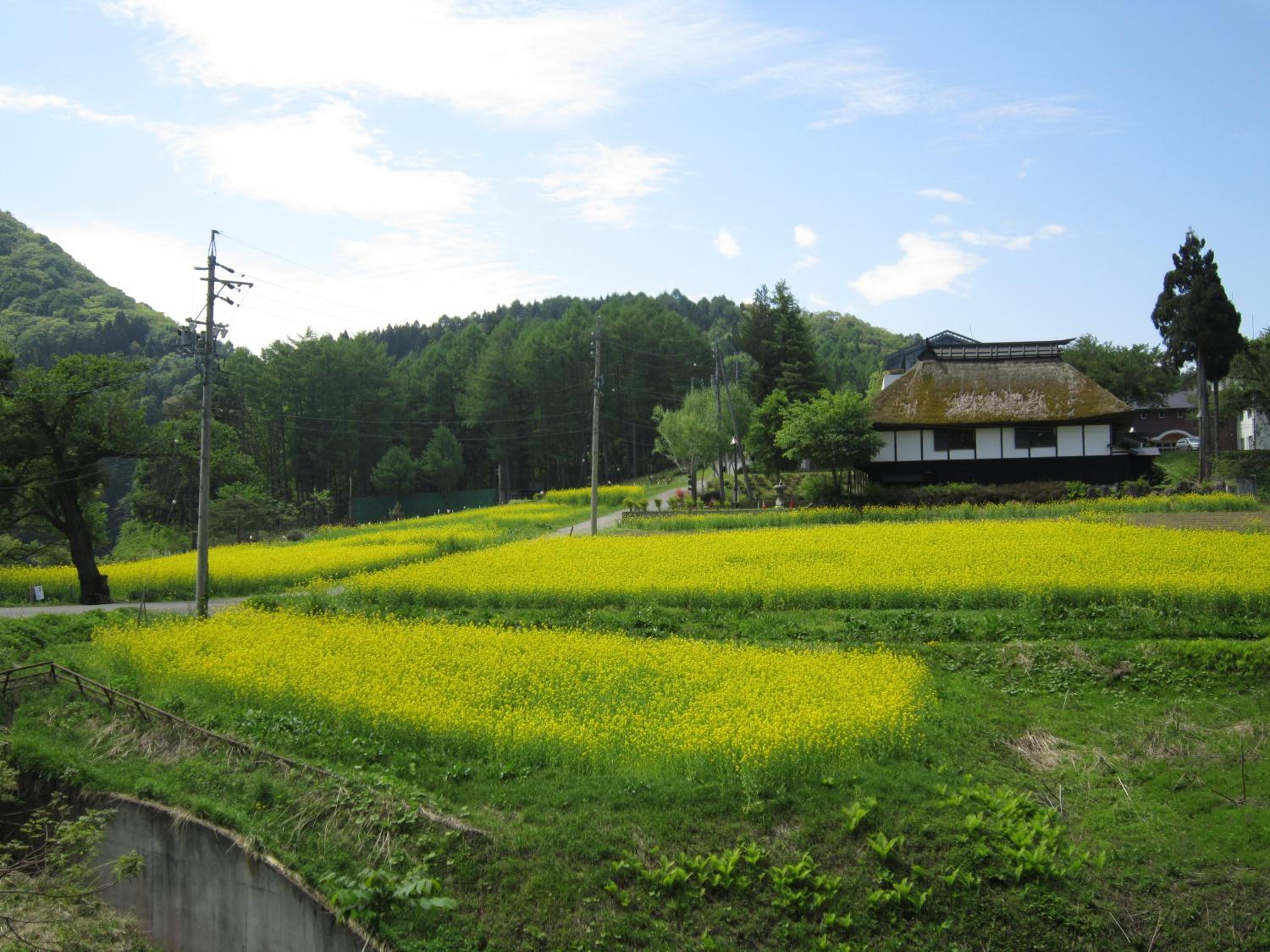 Nozawa Onsen Utopia
