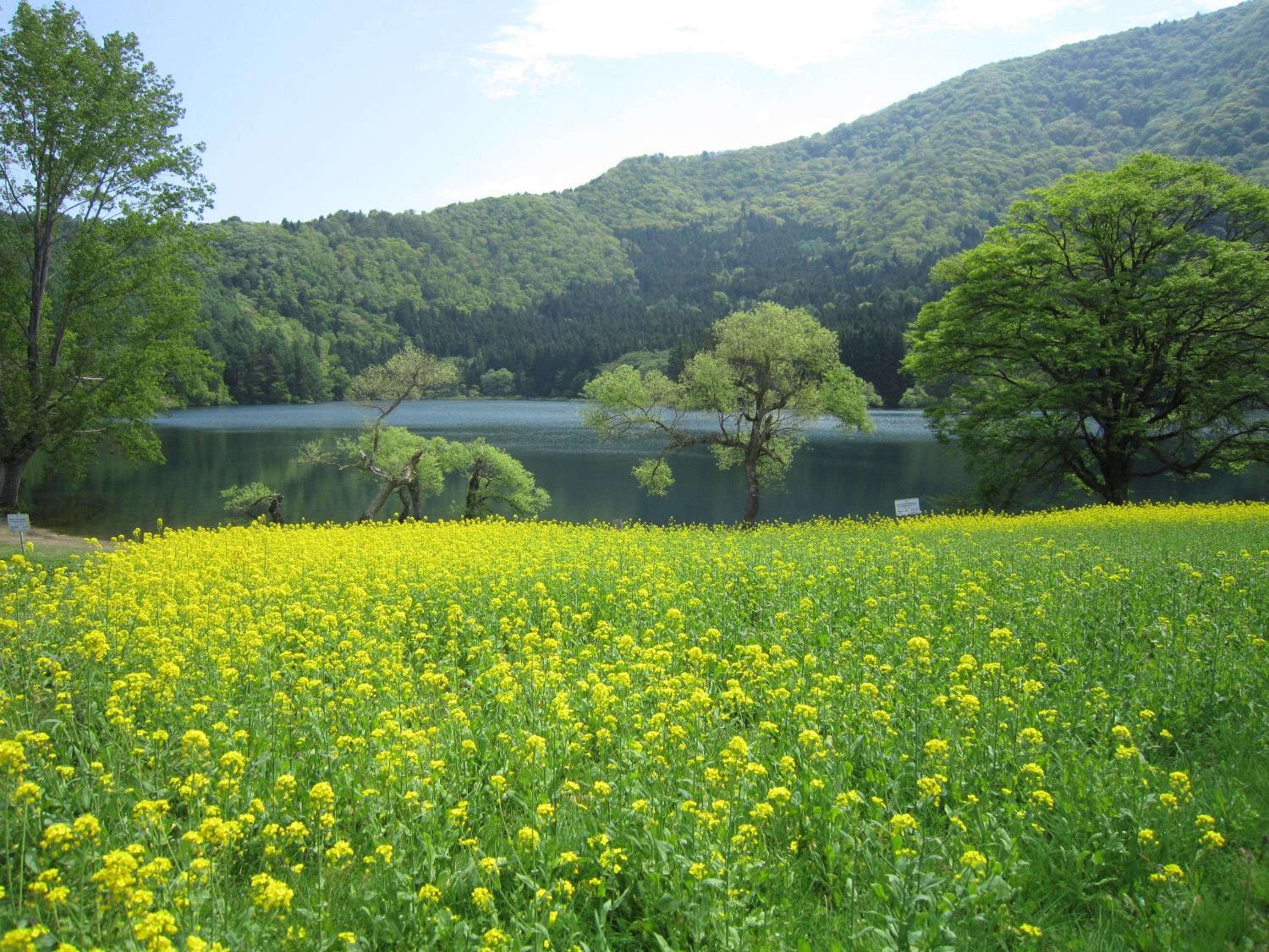 Nozawa Onsen Utopia