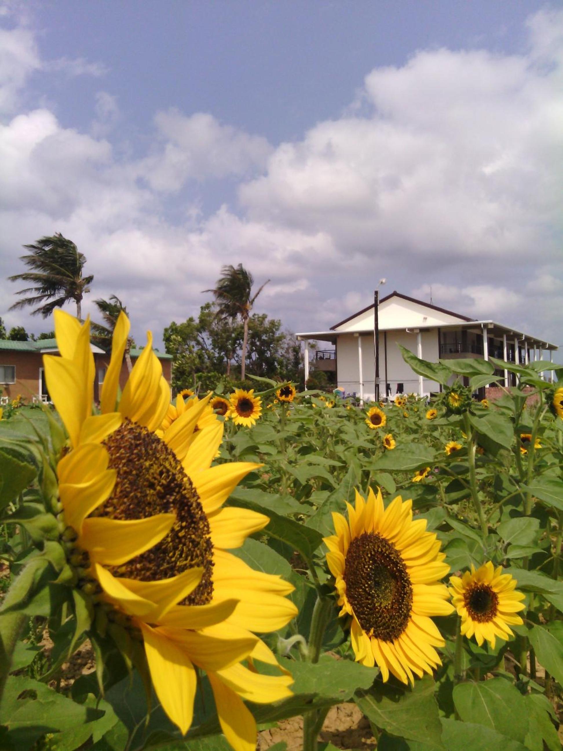 Coconutpalm Home