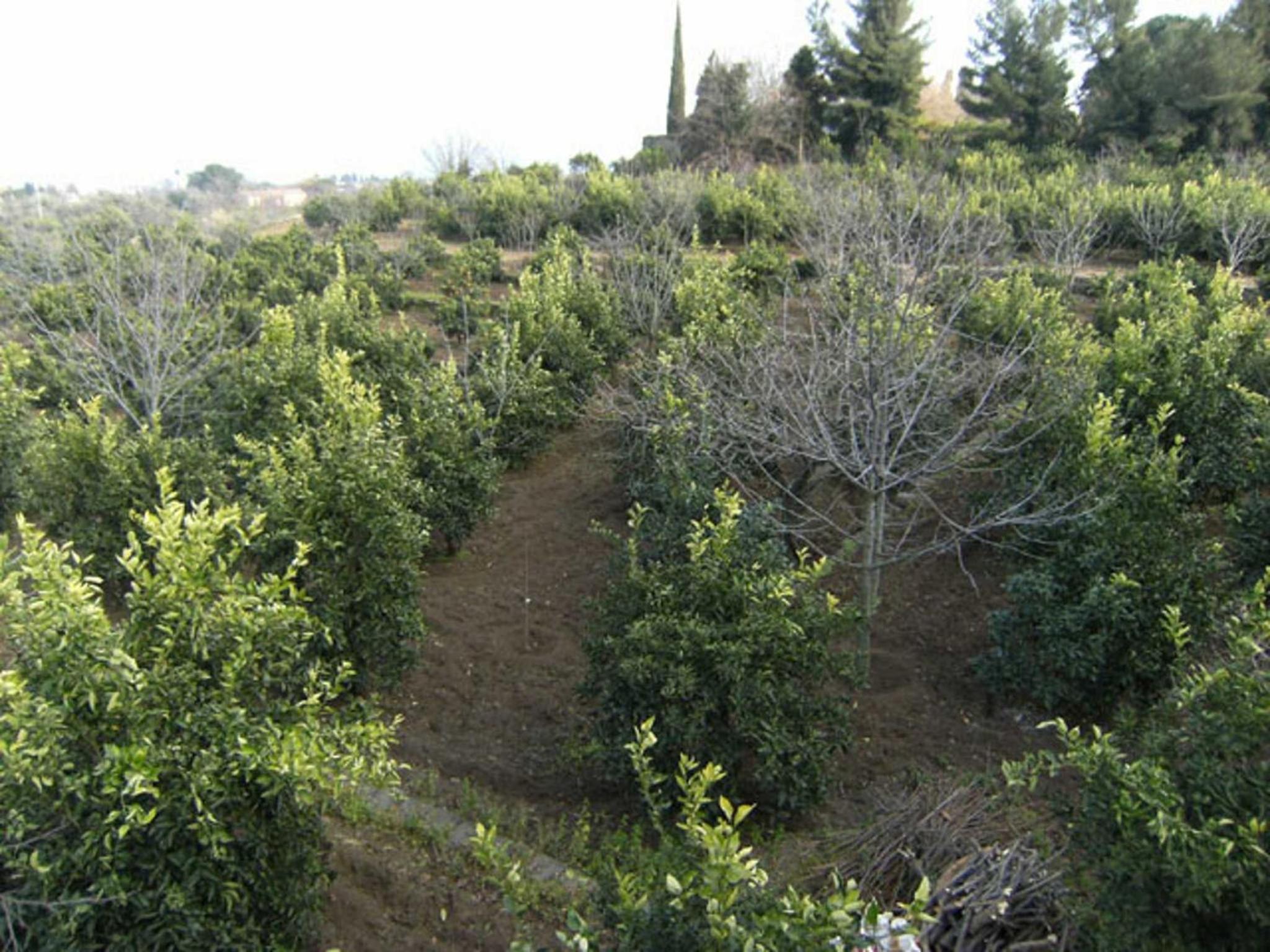 Baglio Delle Rose view 5