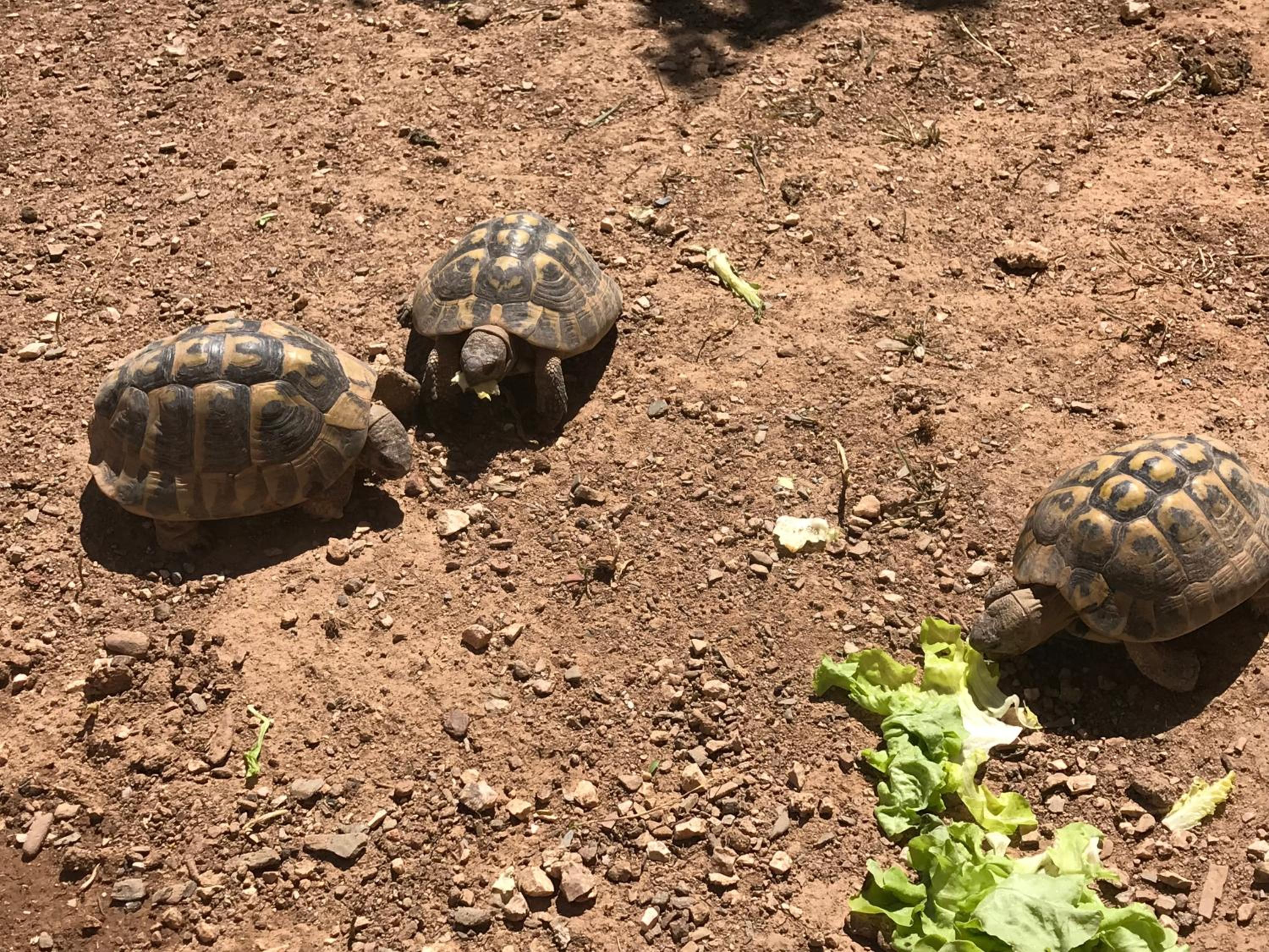 Les tortues vue mer