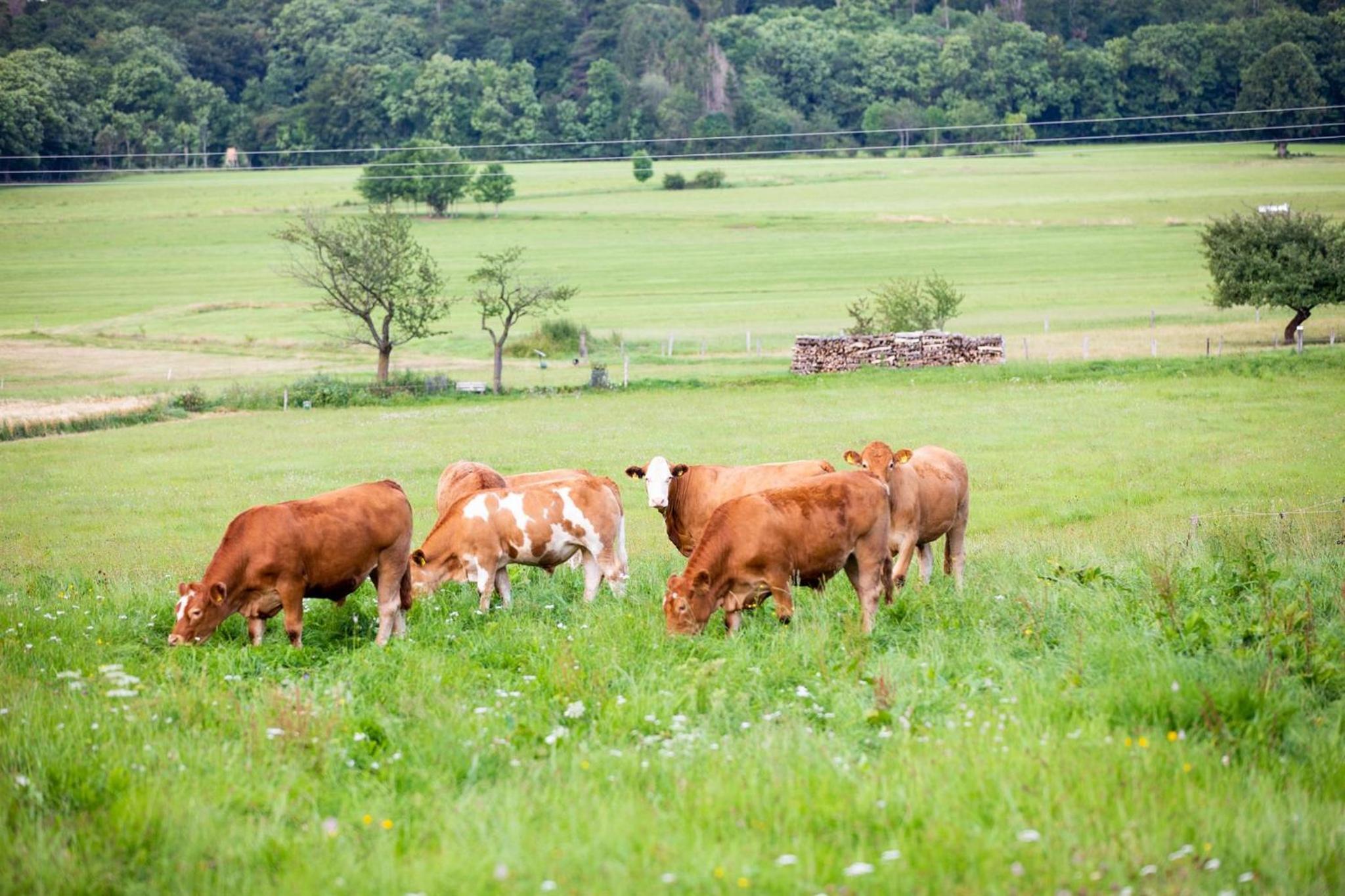 Ferienwohnungen Schmitt in Ehrenberg view 3