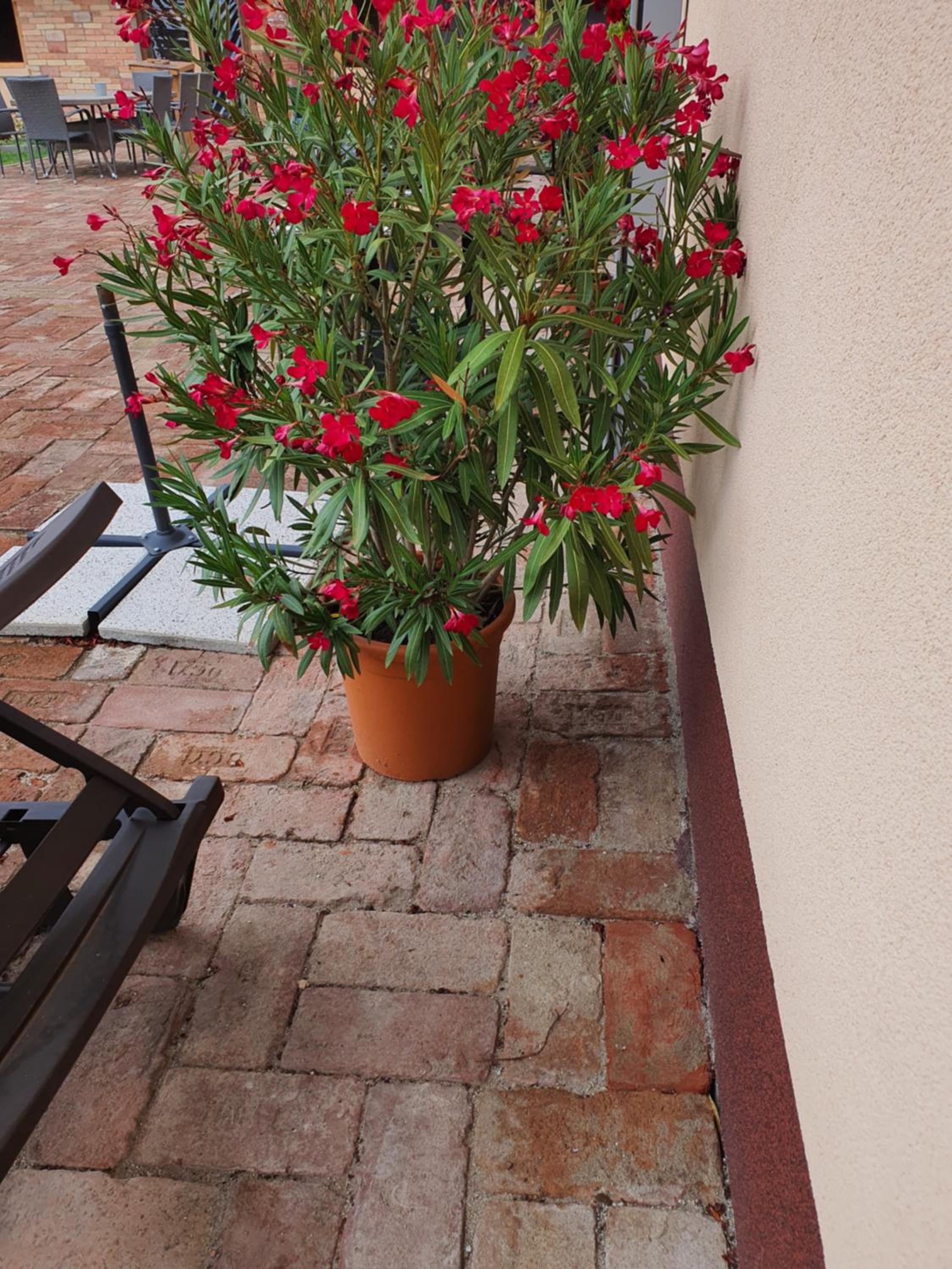 Photo 46