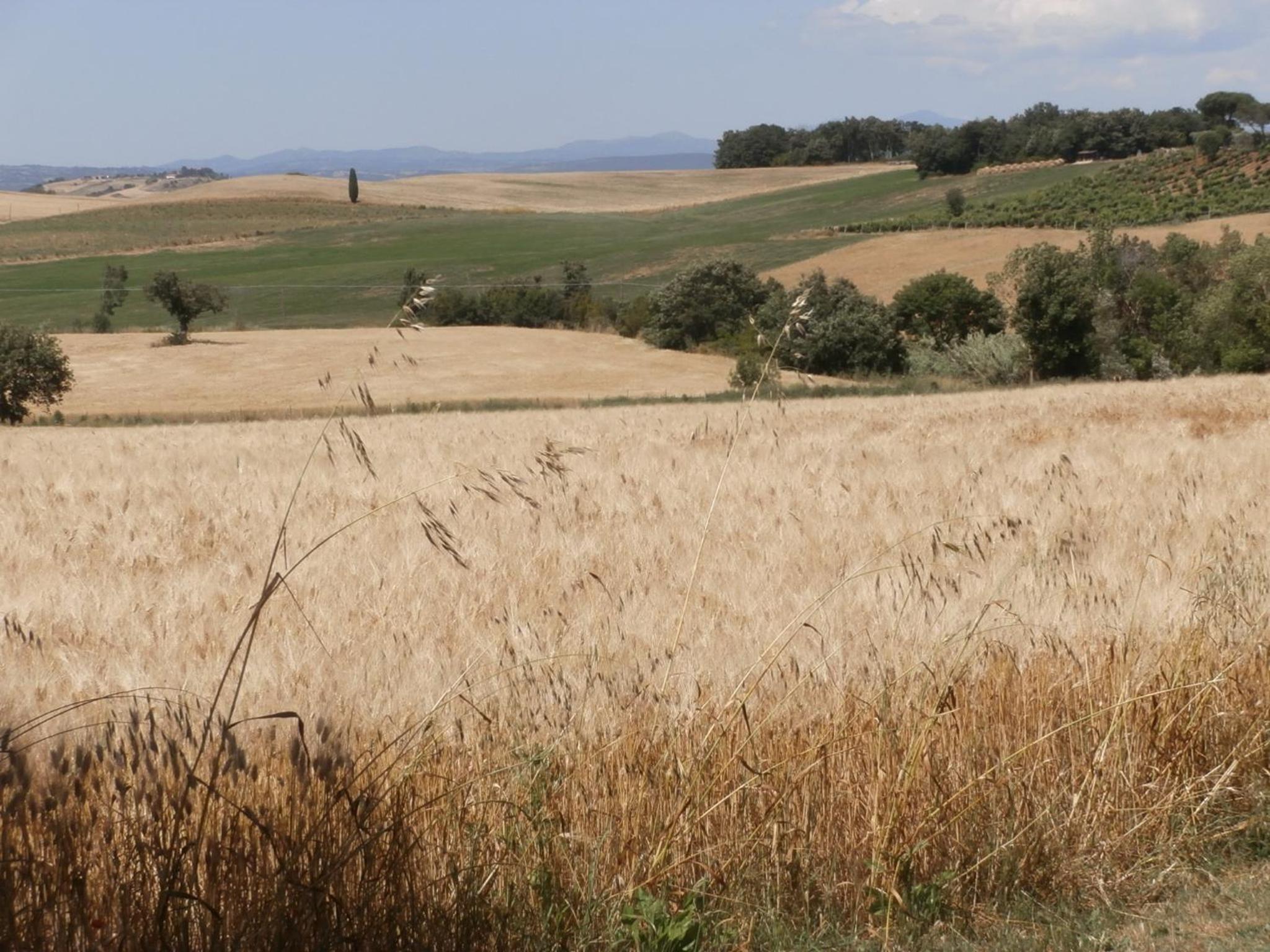 Agriturismo Poggio Sassineri