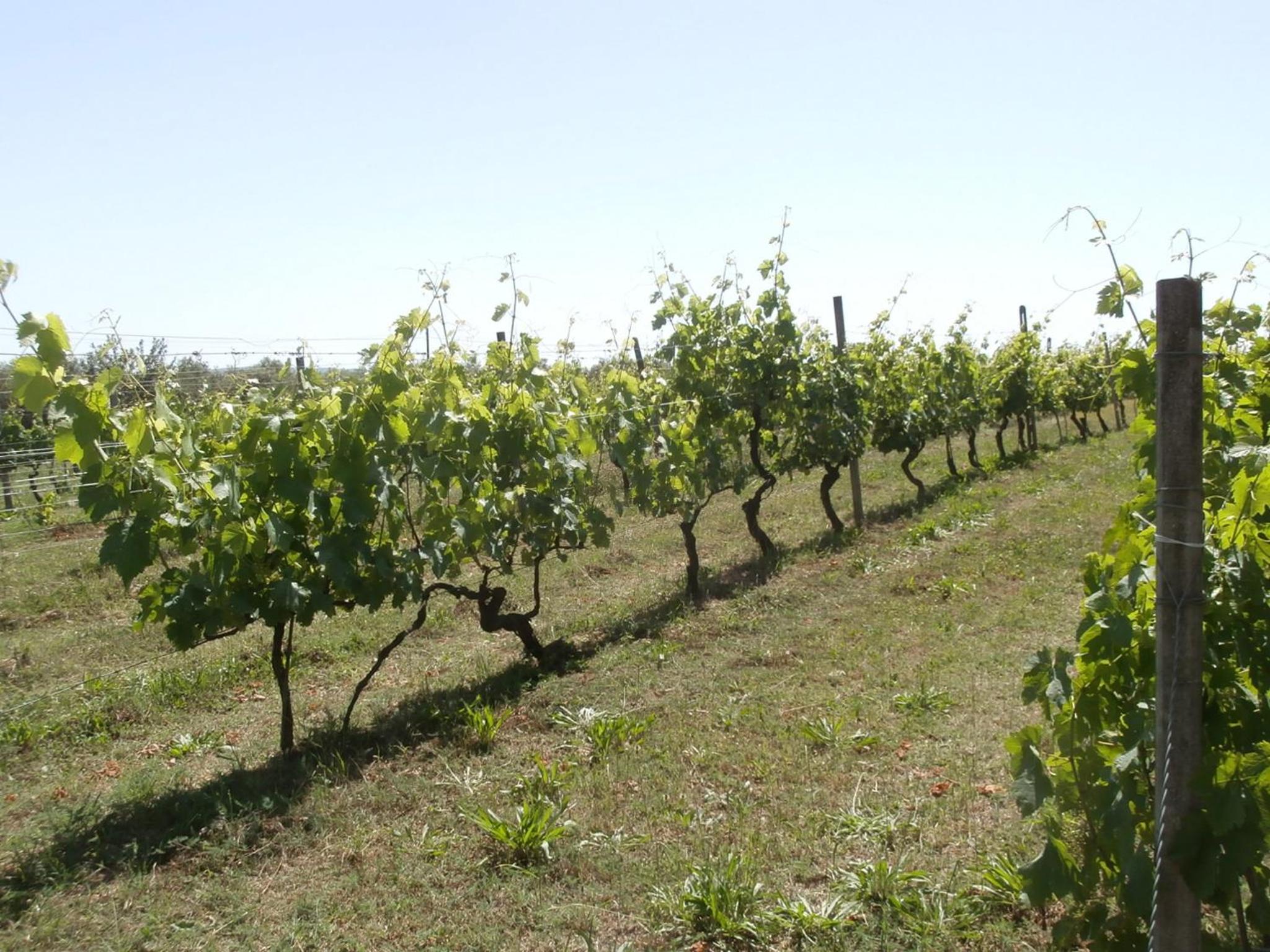 Agriturismo Poggio Sassineri