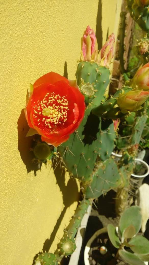 pucará