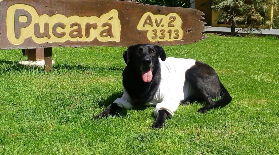 pucará