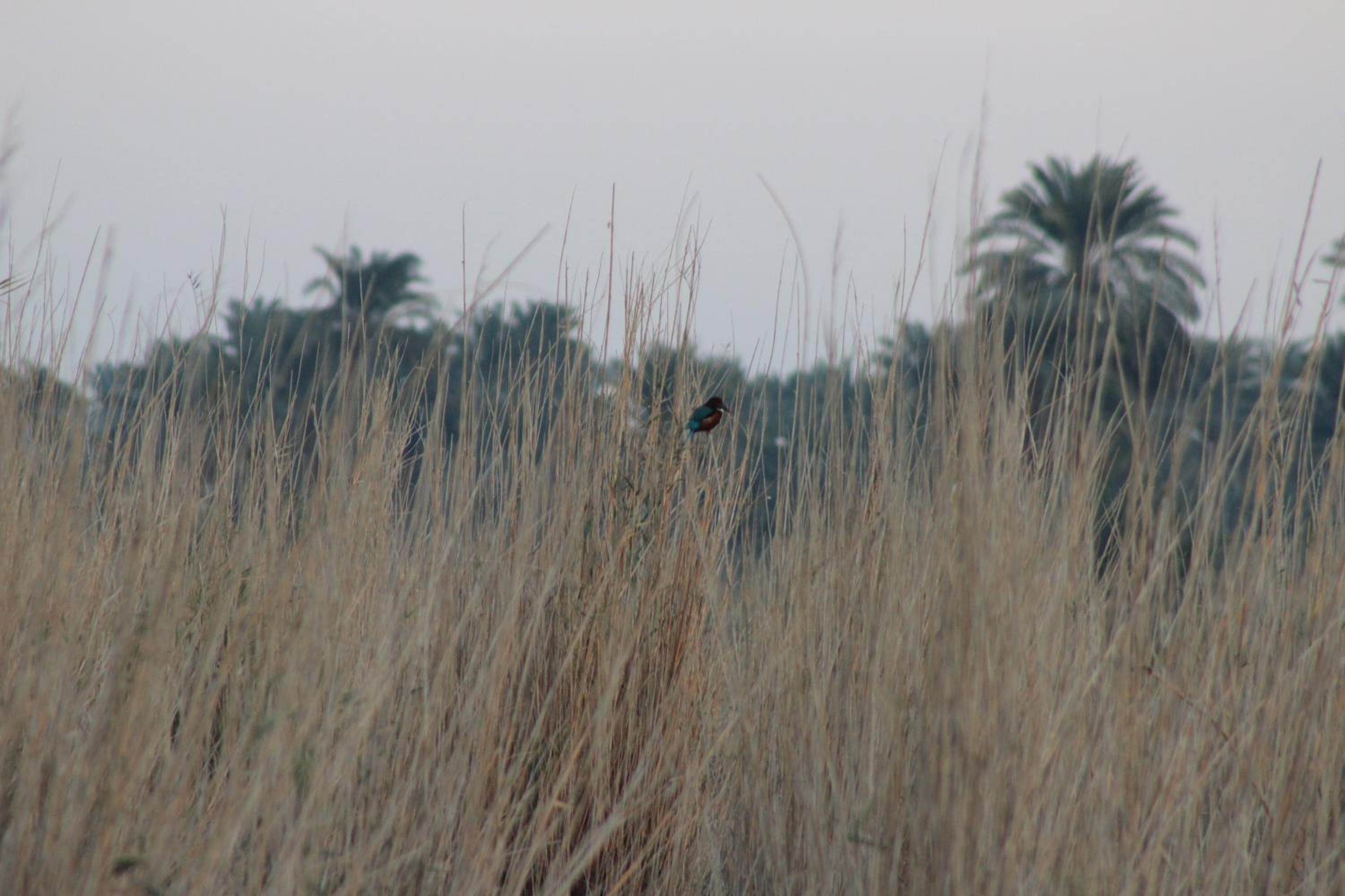 Photo 53