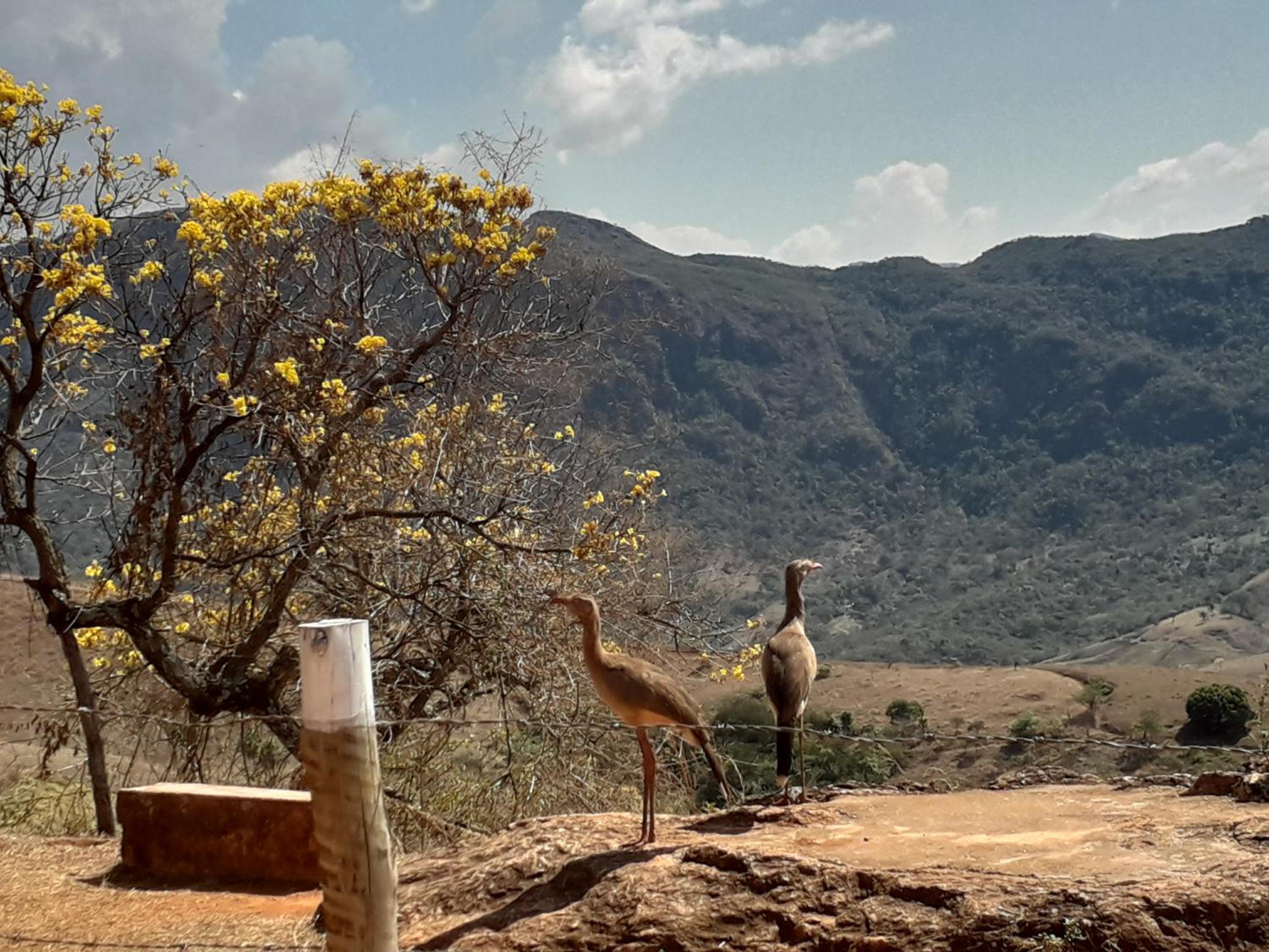 Sítio, Casa grande, bem espaçosa, em Itambe do Mato Dentro, Cabeça de Boi