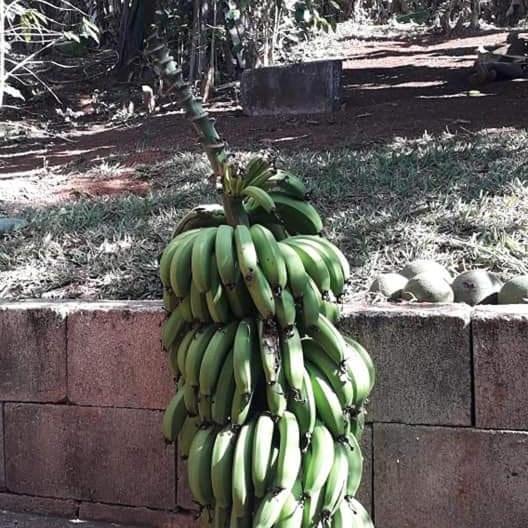 Sítio, Casa grande, bem espaçosa, em Itambe do Mato Dentro, Cabeça de Boi