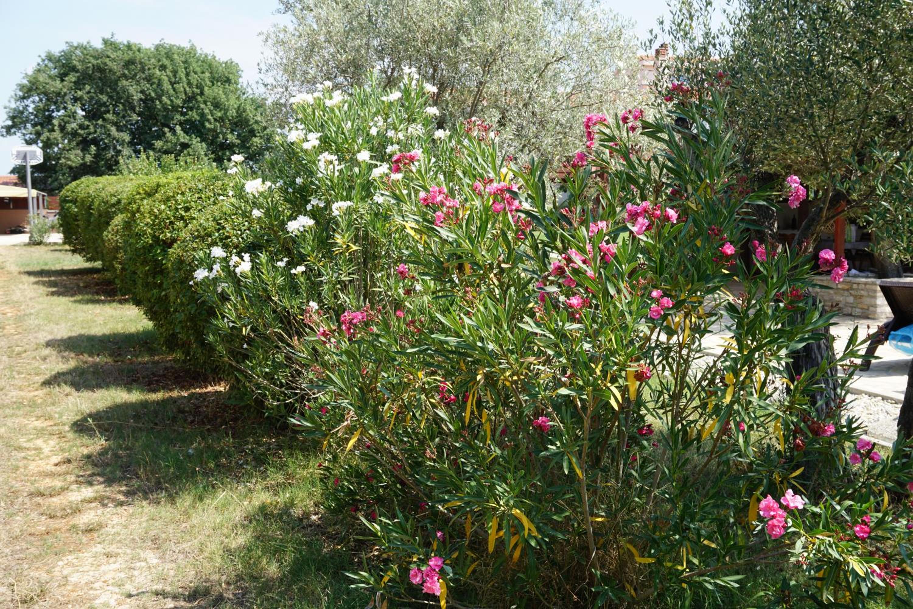 Photo 46
