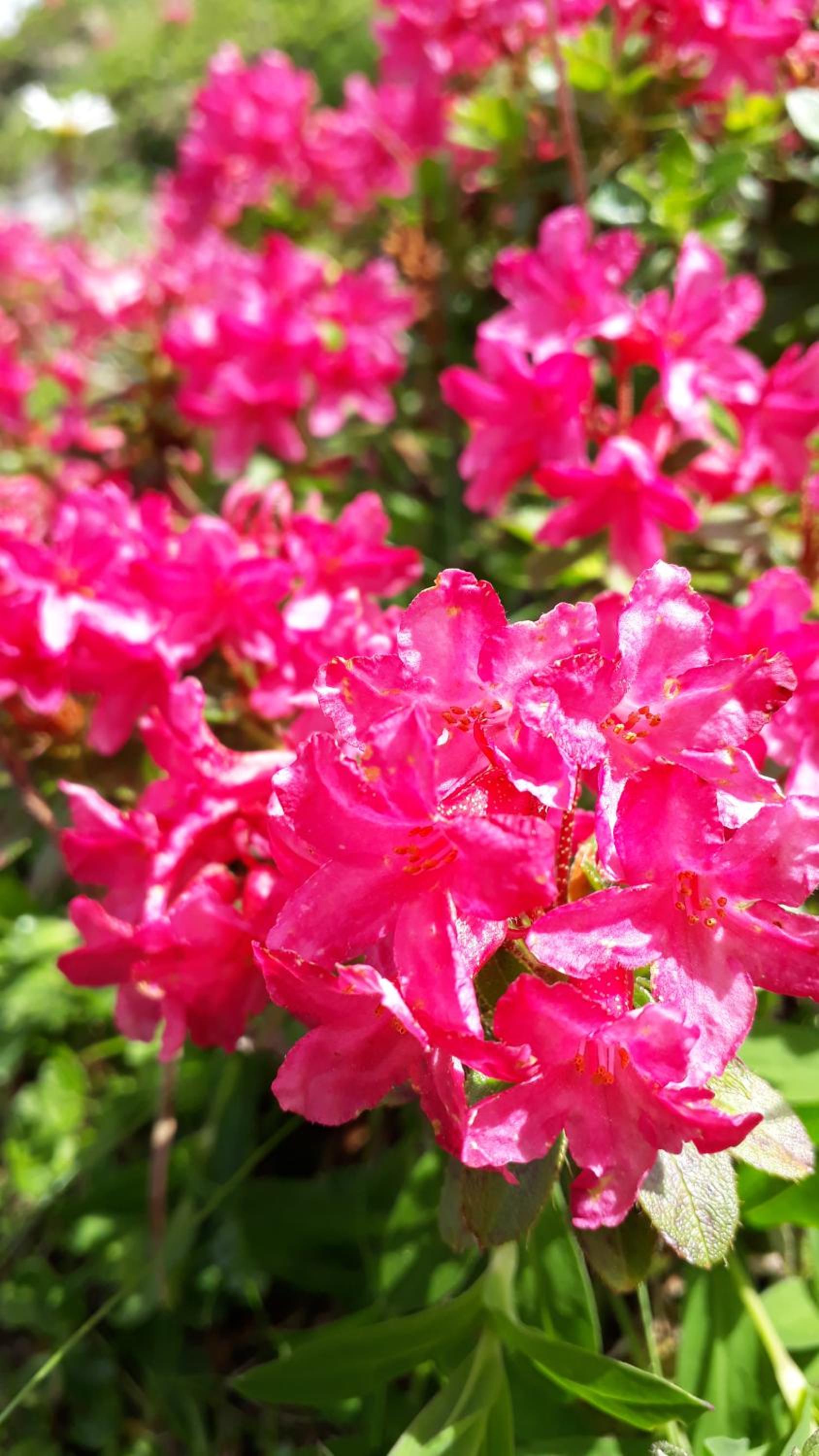 Photo 42