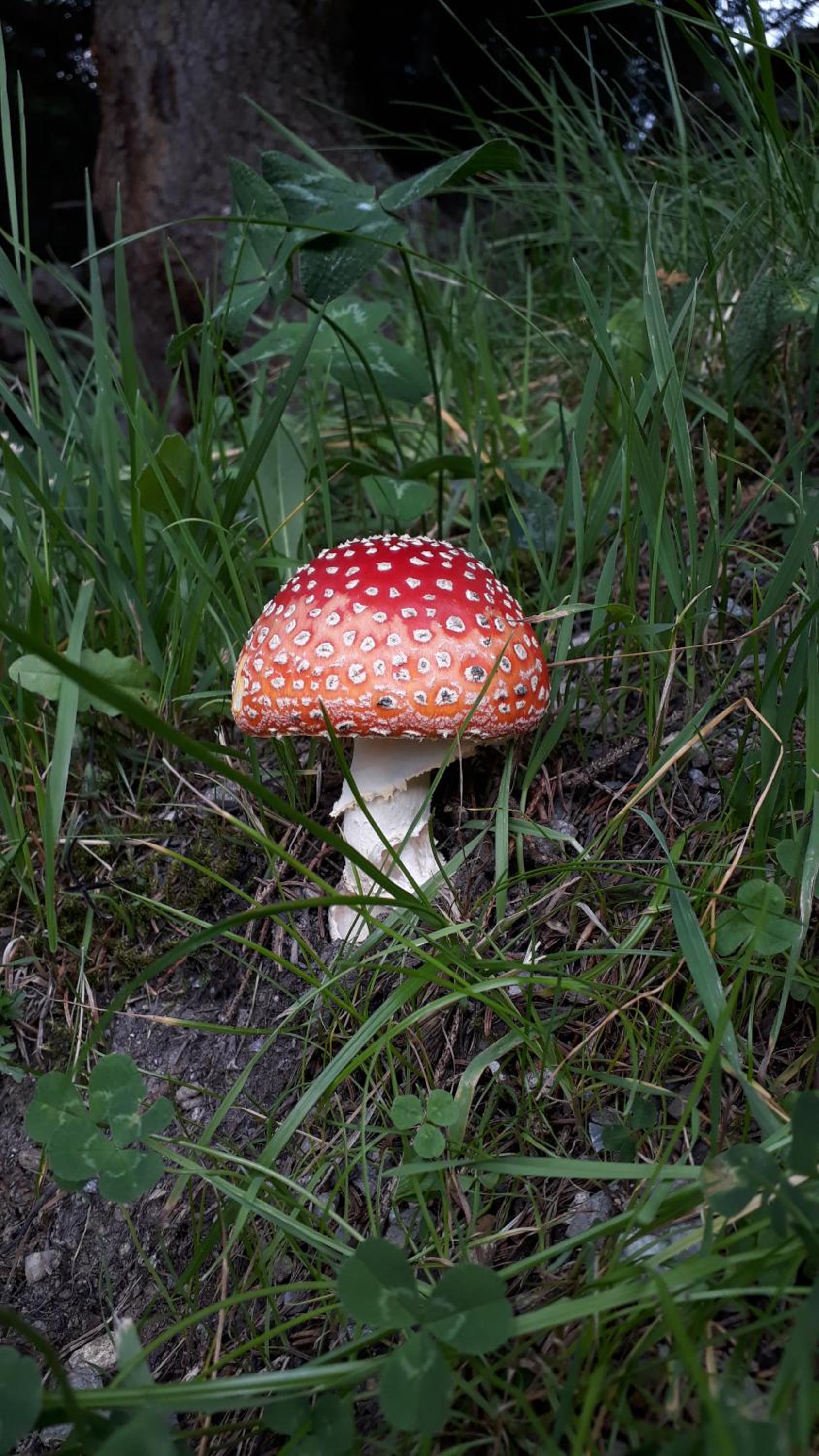 Photo 43