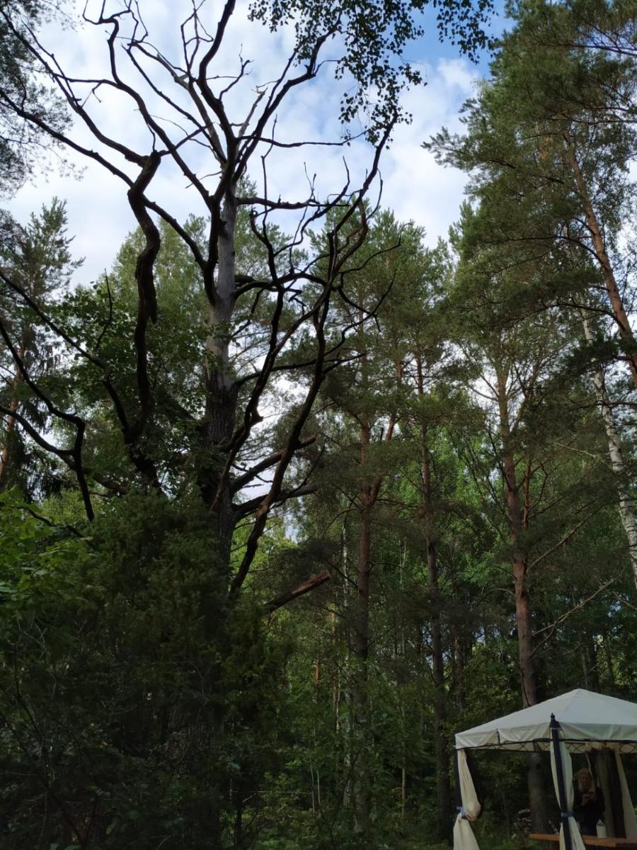 Forest Hut view 5