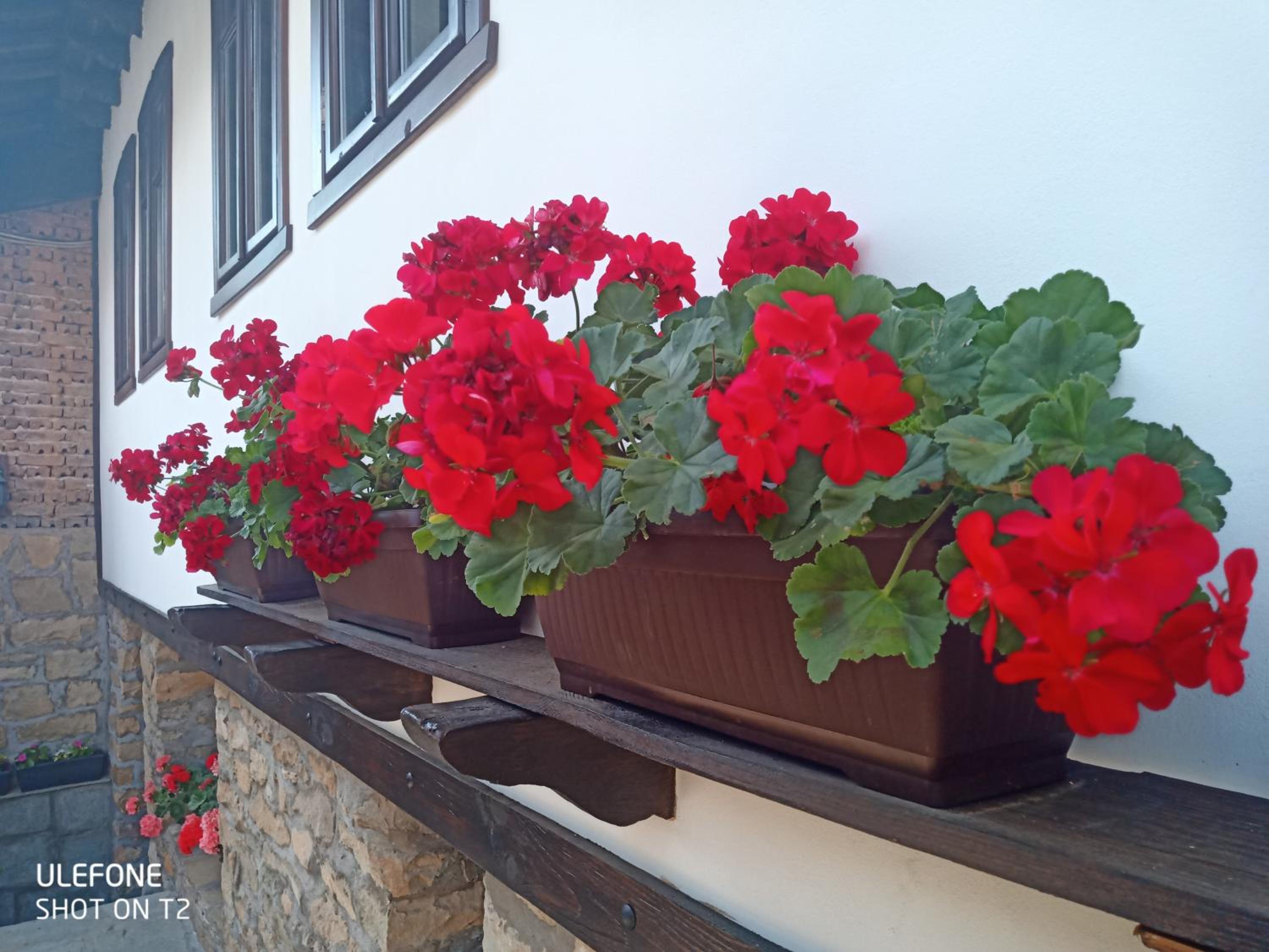 Guest House Strumena