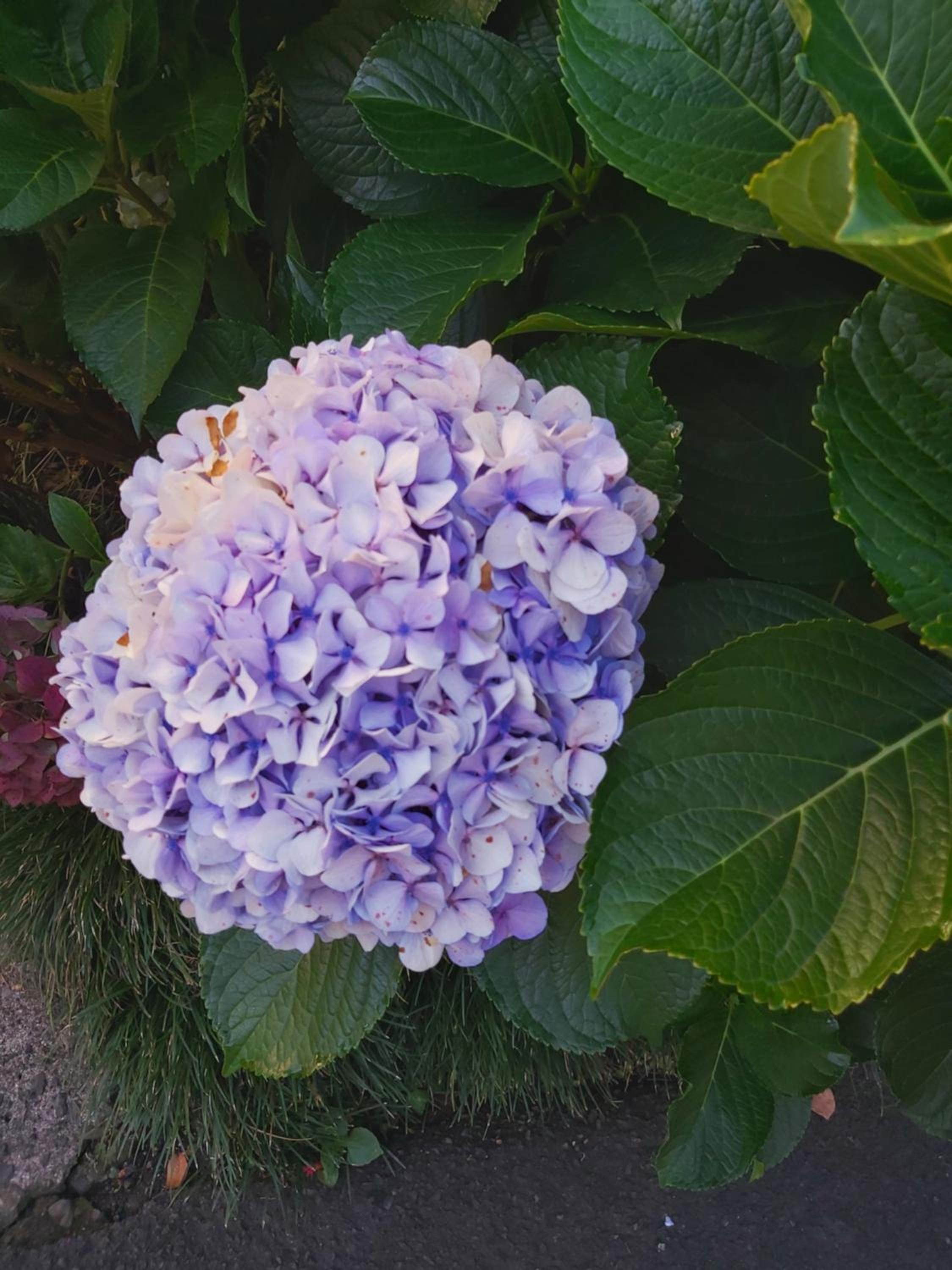 Photo 41