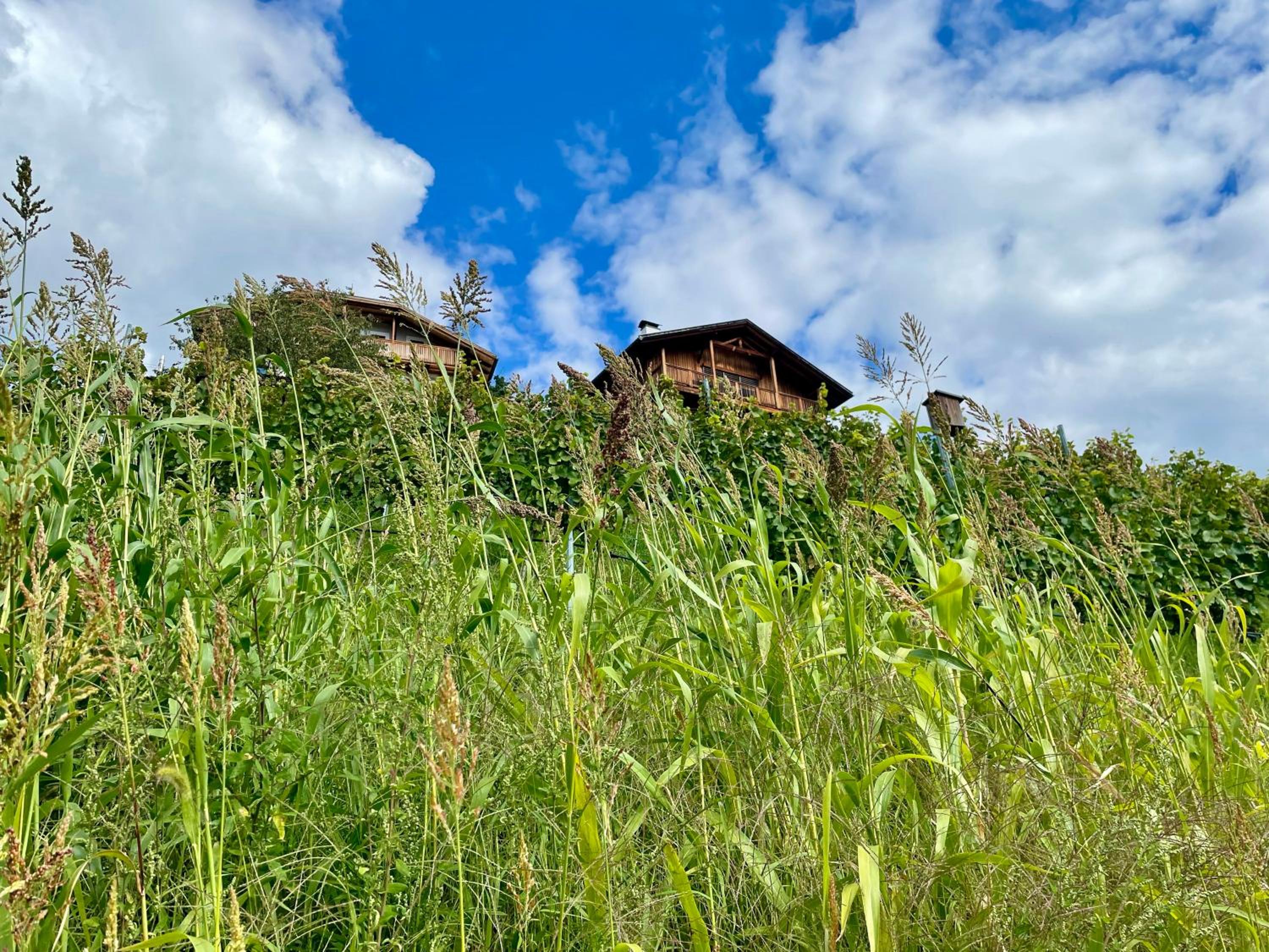 Maso Fallmerayer - Fallmerayerhof view 2