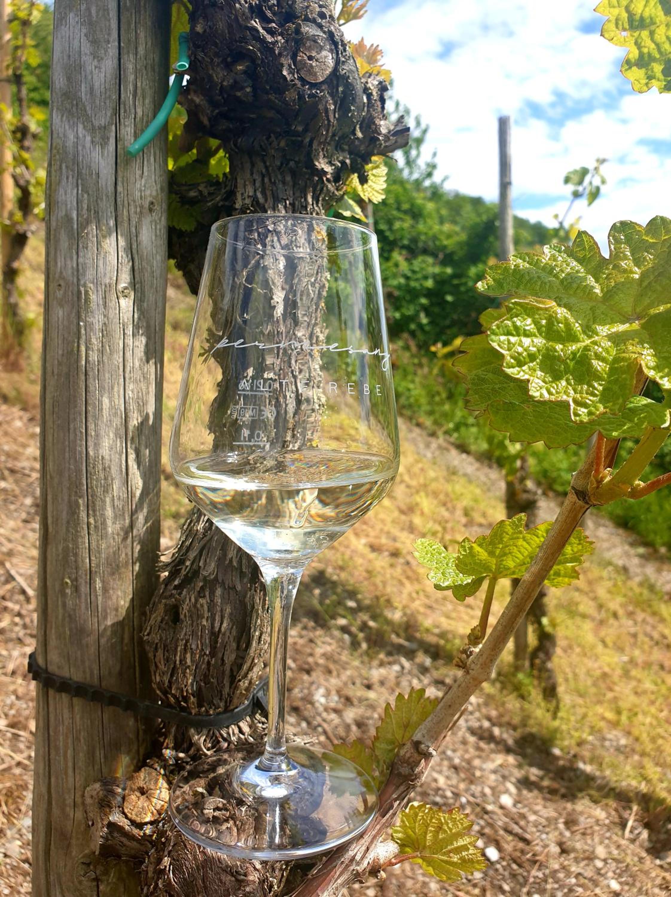 Zur alten Rebe Ferienhaus und Weingut