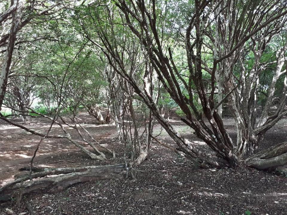 Pousada Fazenda das Bicas
