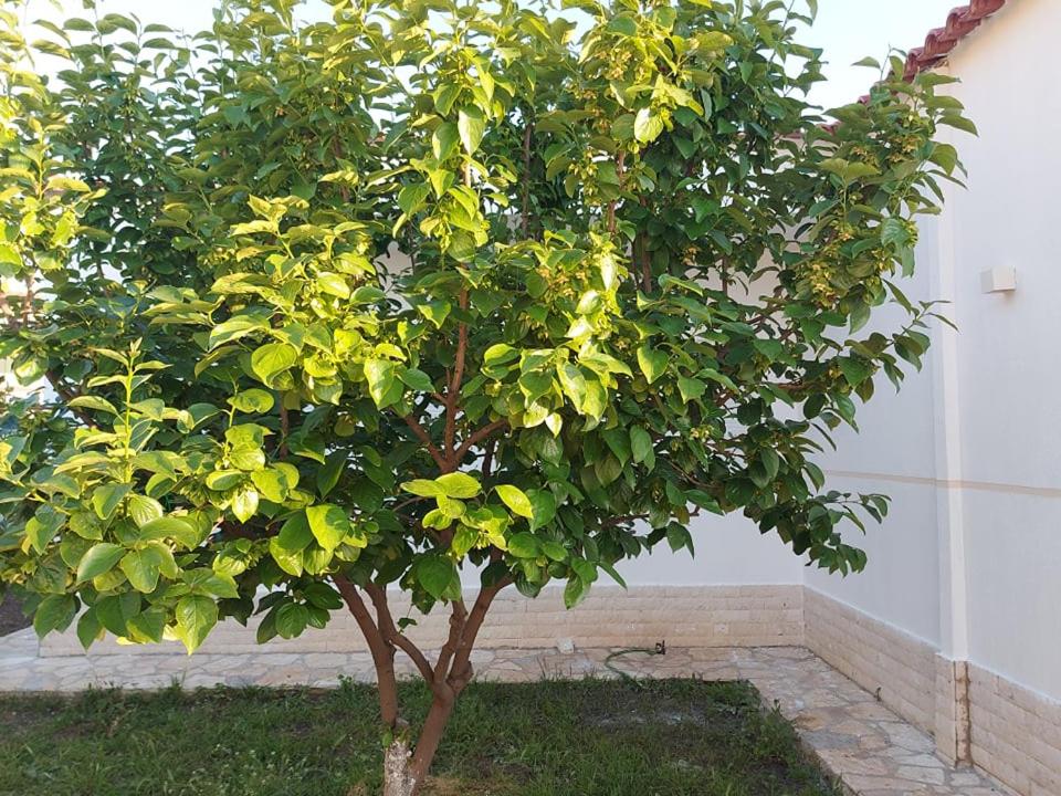 Vlore Casa Vacanze