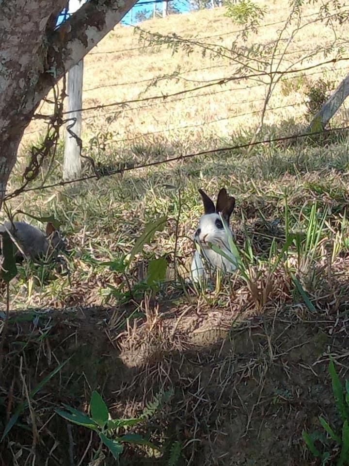 Fazenda Chico Pereira