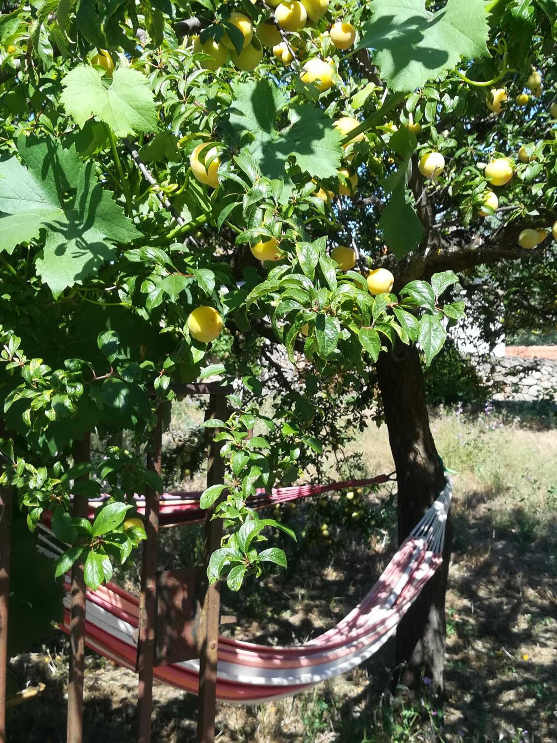 Solar dos Carvalhos, photo 36