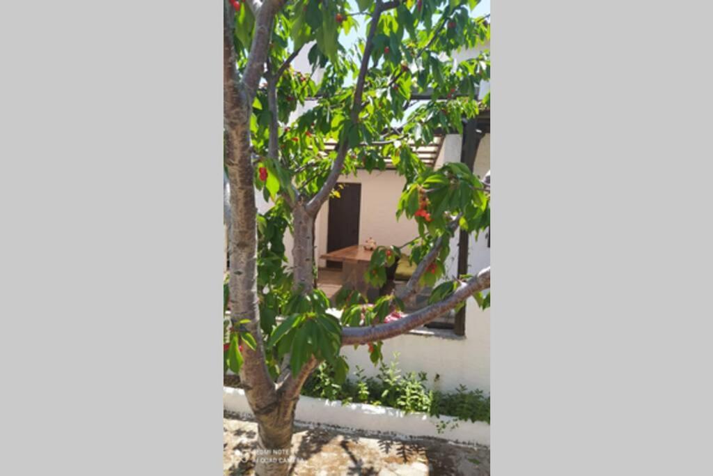 Photo 43