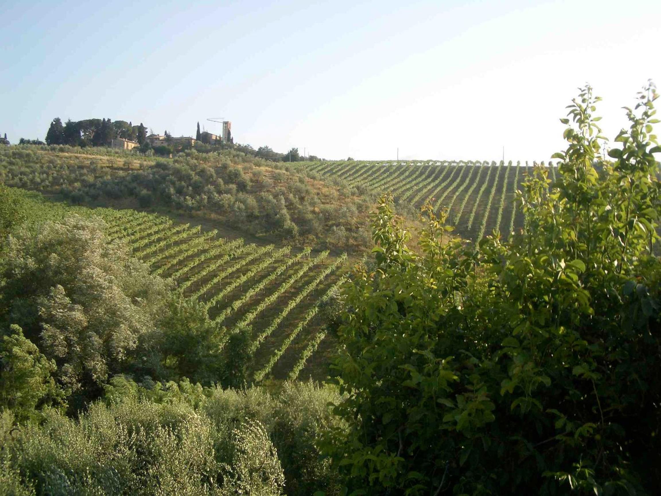 Agriturismo Podere Cappella view 4