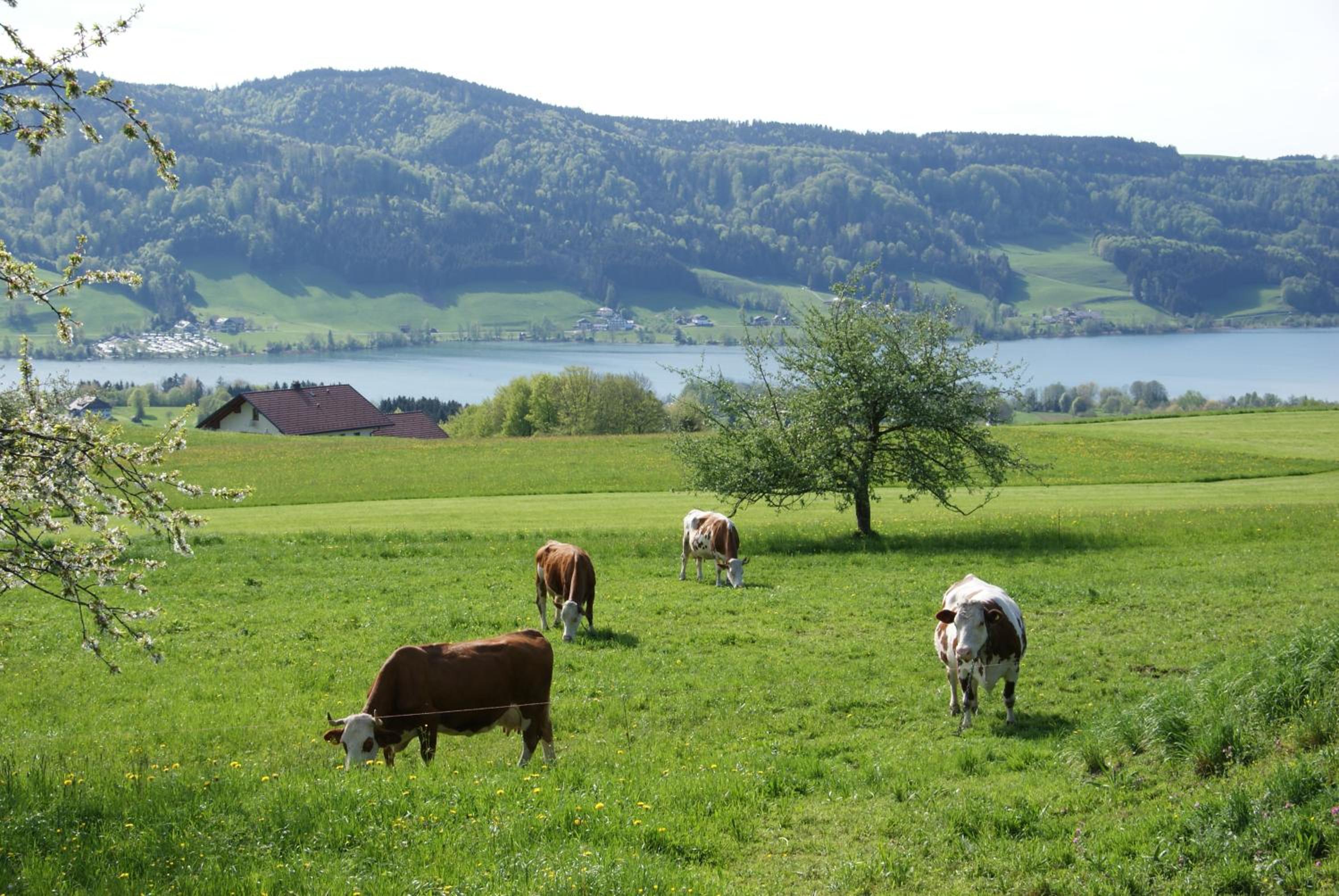 Ferienhof Edtmeier