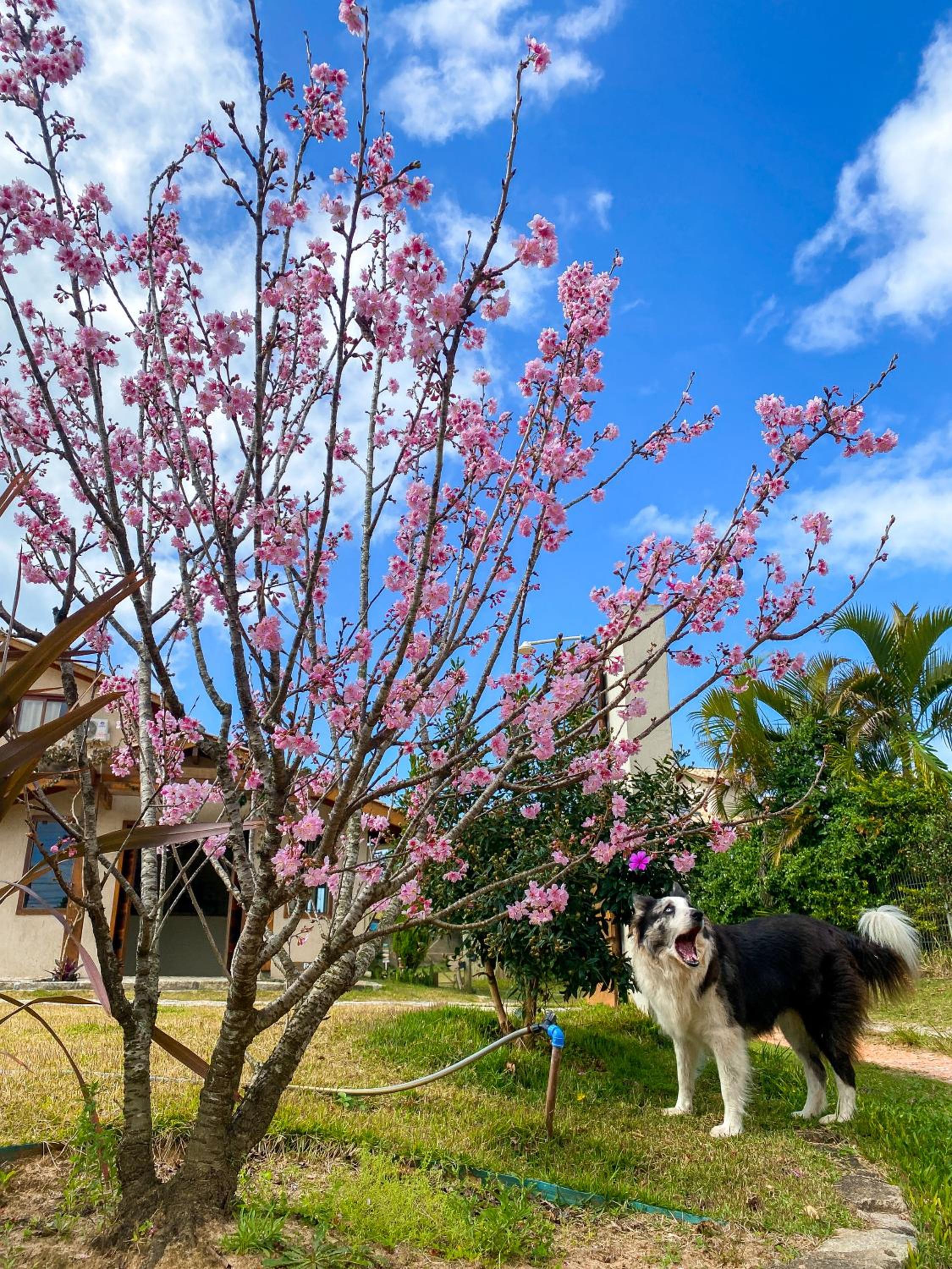 Pousada Rosamar