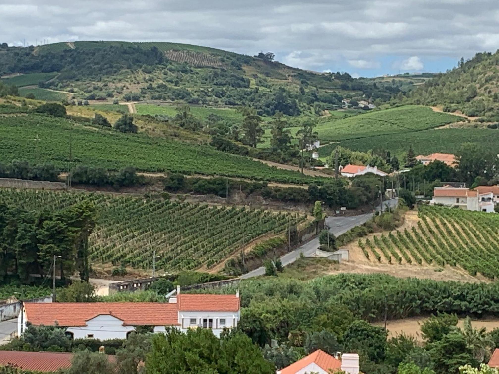 Quinta Ribeira do Labrador - Lisbon West Wine Route view 3