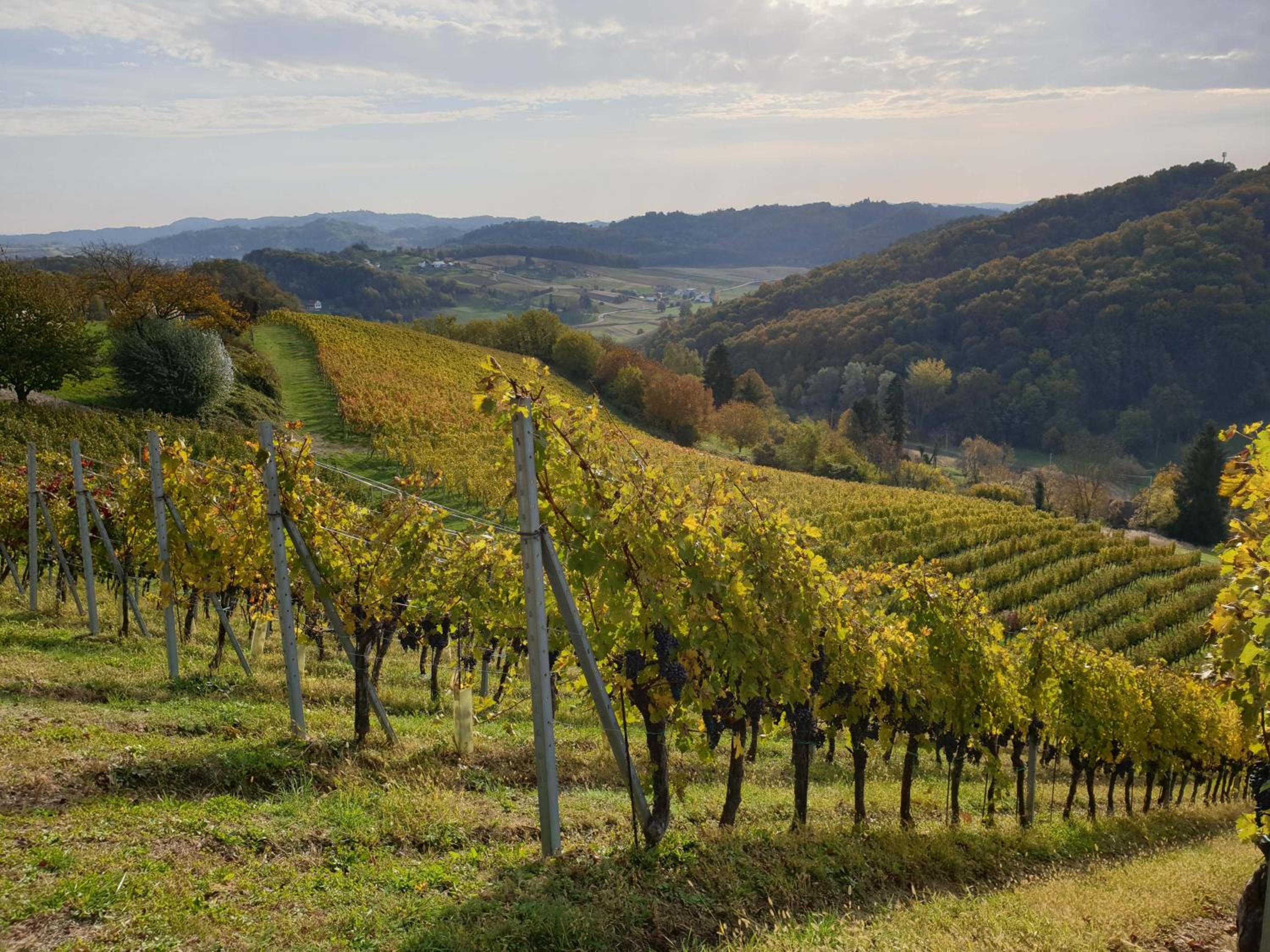 Winery, Restaurant & Pension Vuglec Breg
