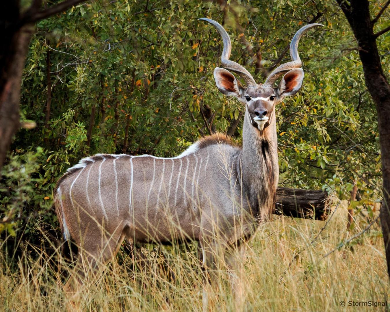 Thaba Manzi Ranch