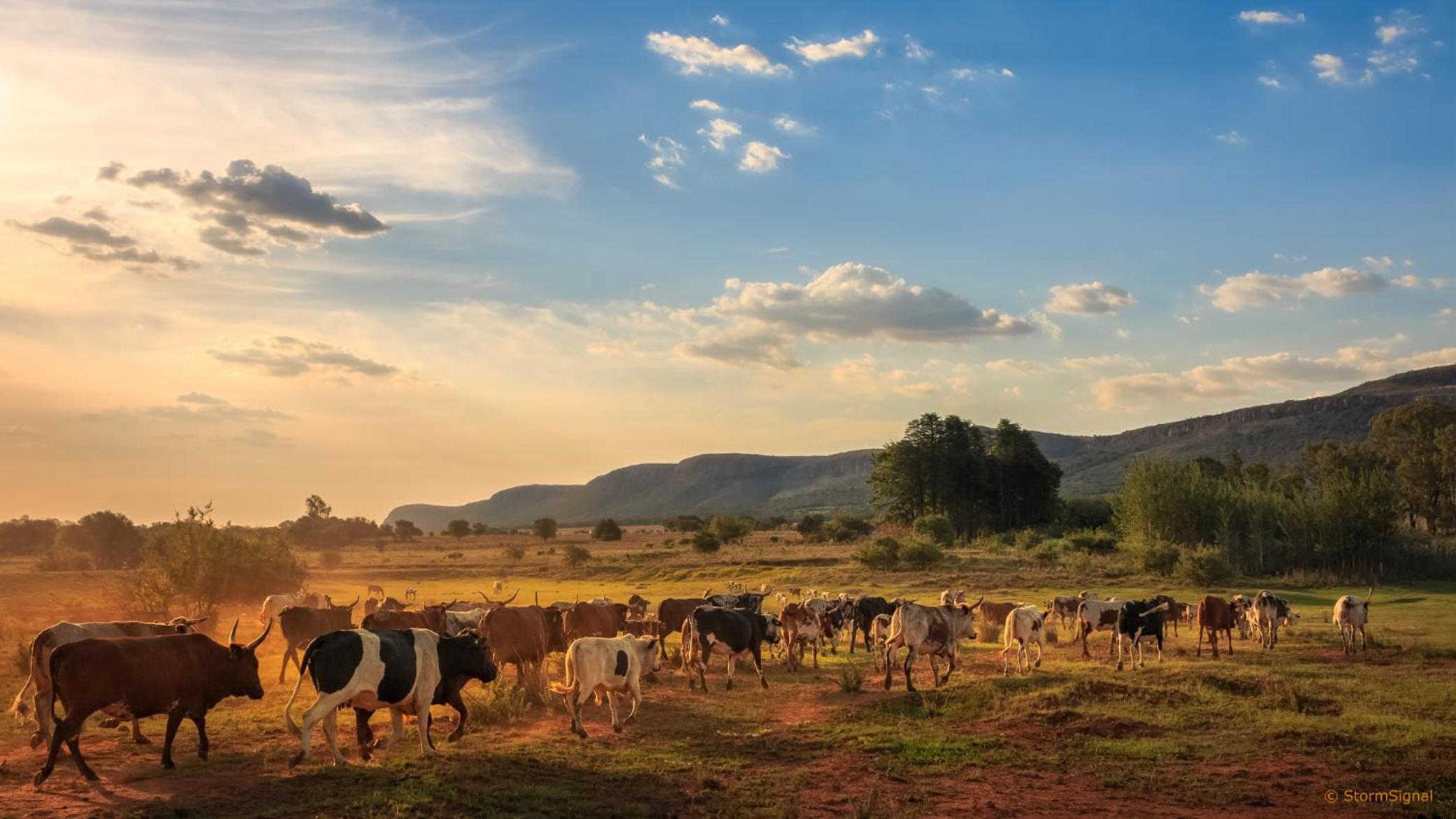 Thaba Manzi Ranch