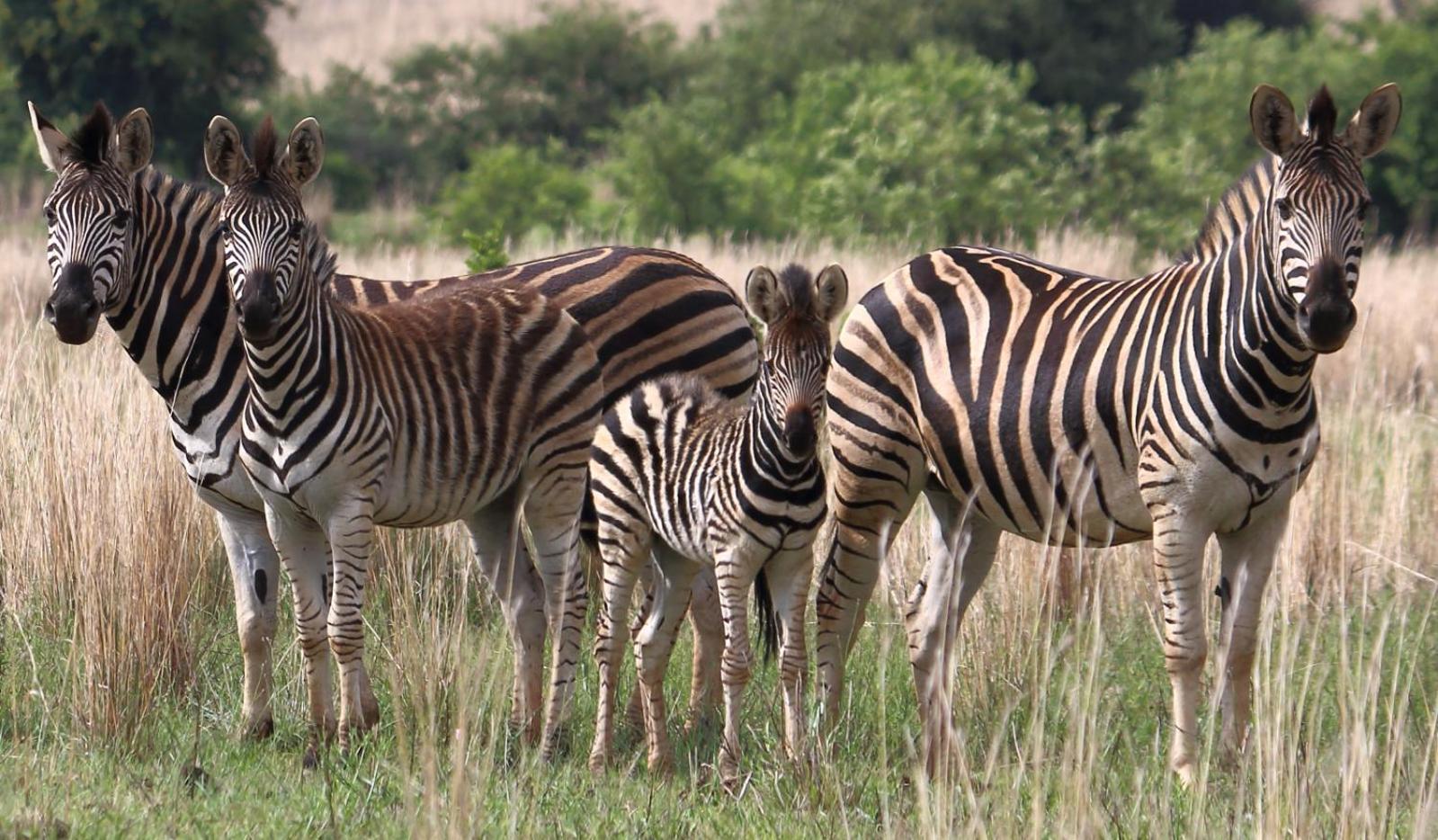 Thaba Manzi Ranch