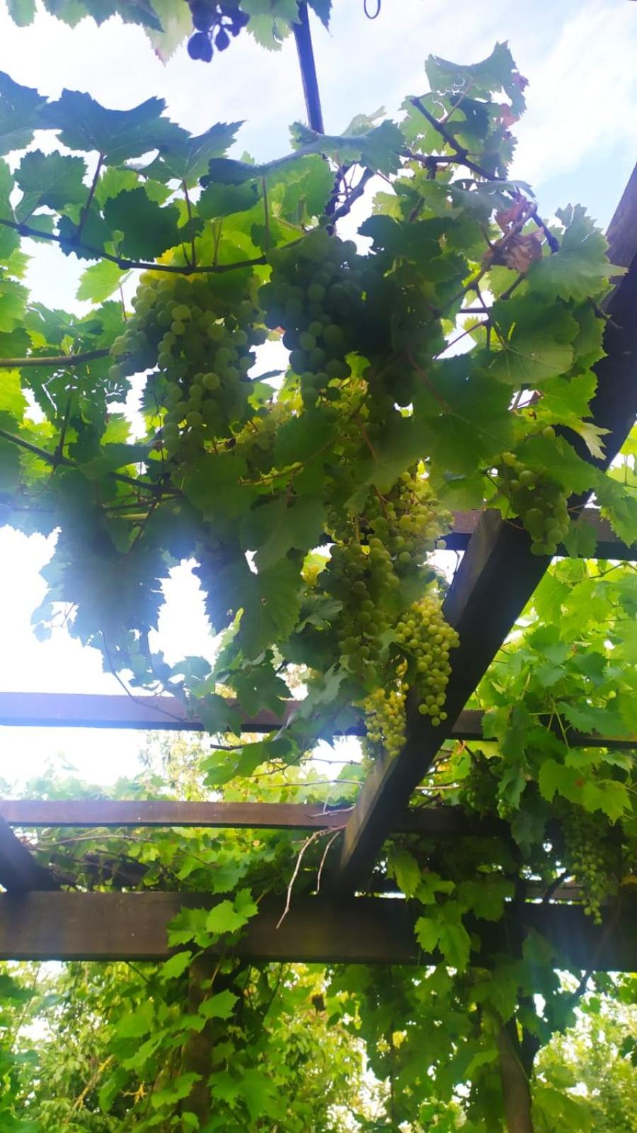 B&B Naturin - Vegan Eco Farm