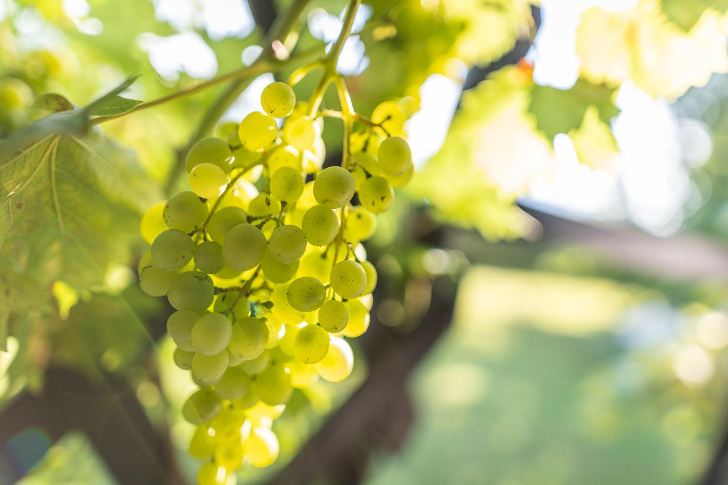 Kranach 5 - Wohnen beim Wein
