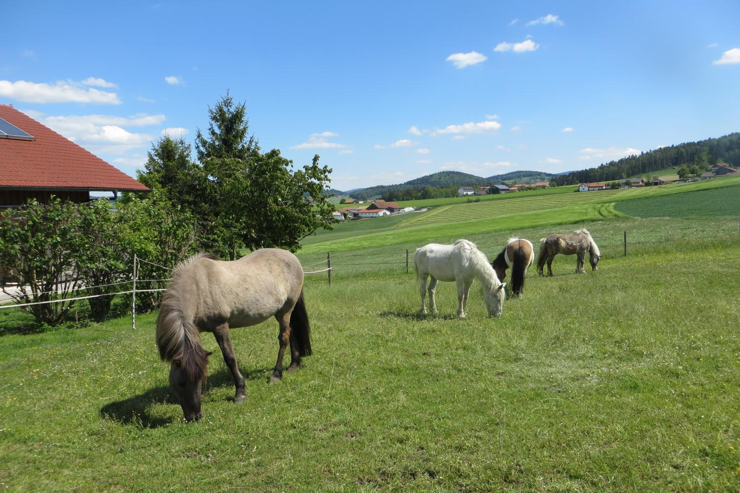 Ponyhof Adam Urlaub auf dem Bauernhof view 4