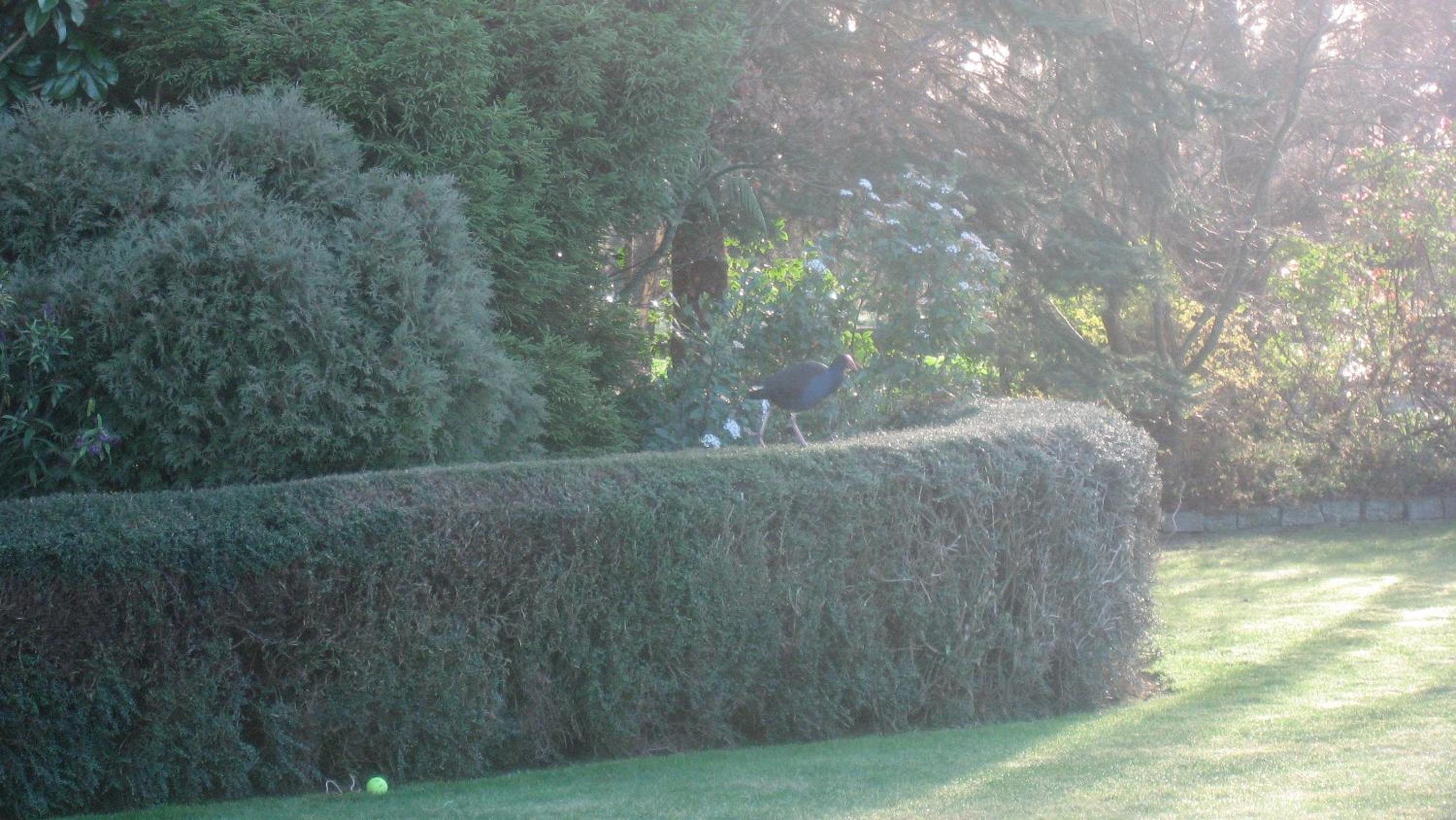 Bluebell Lodge and Cottage