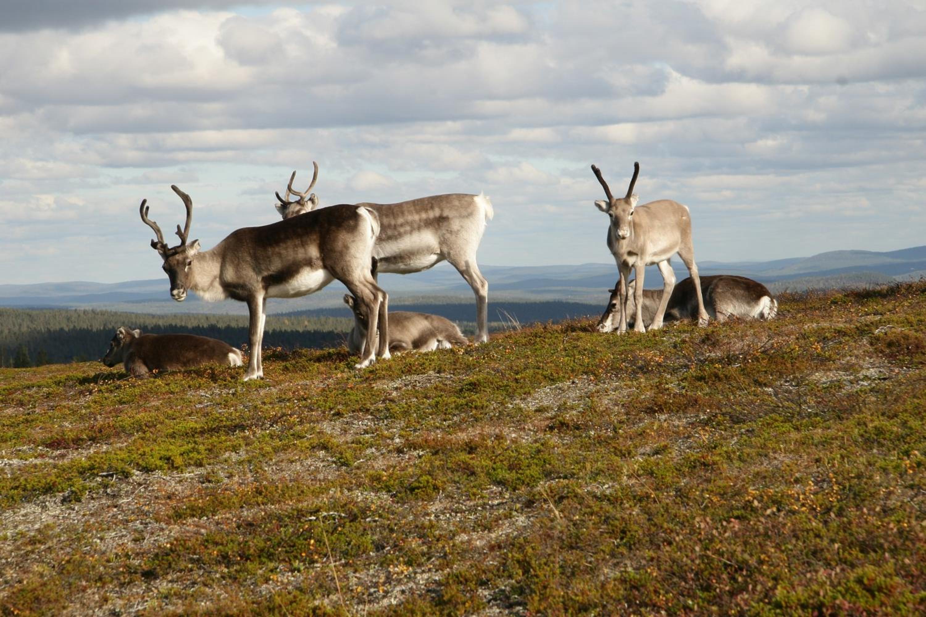 Holiday Village Inari