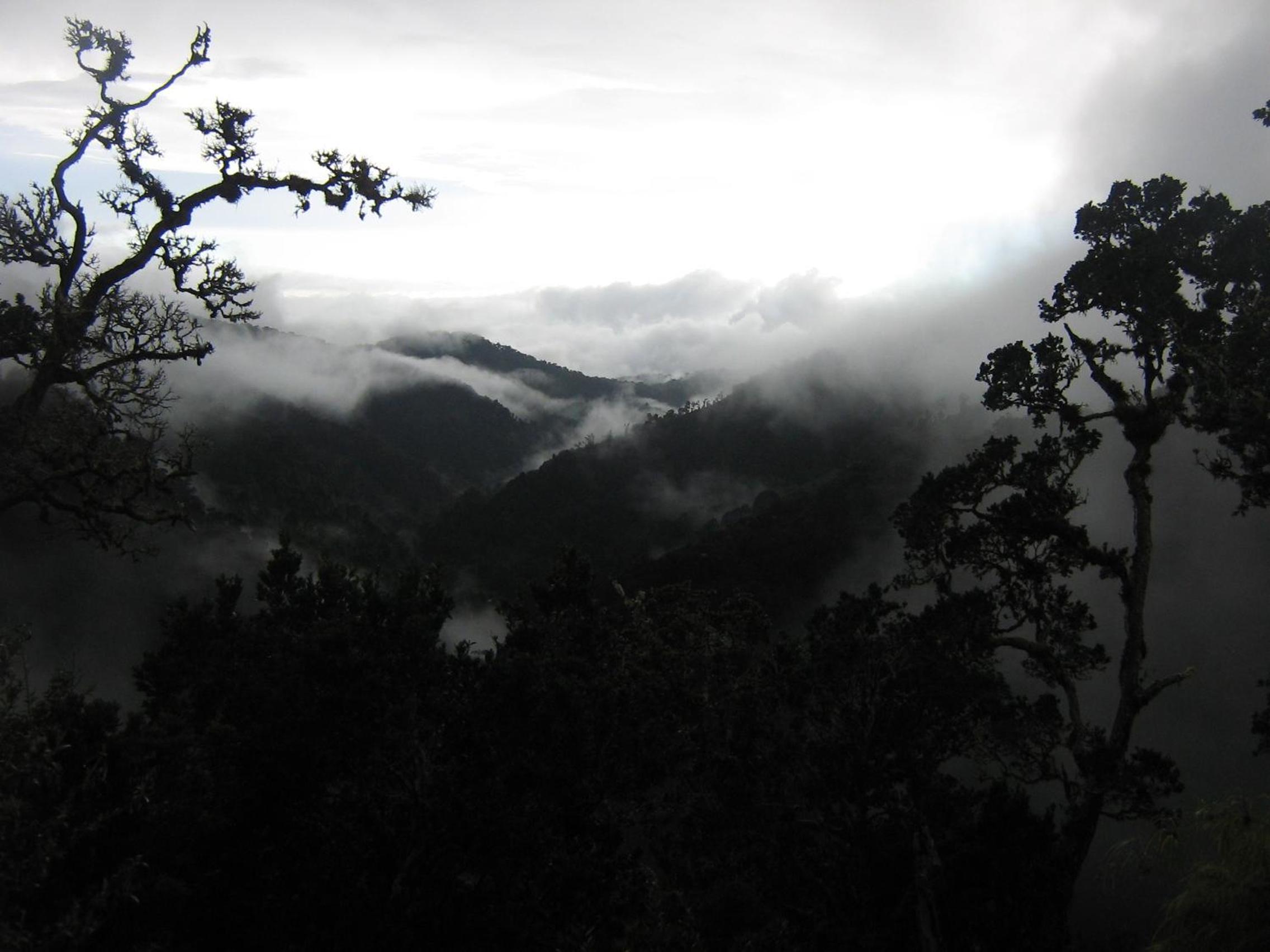 Dantica Cloud Forest Lodge
